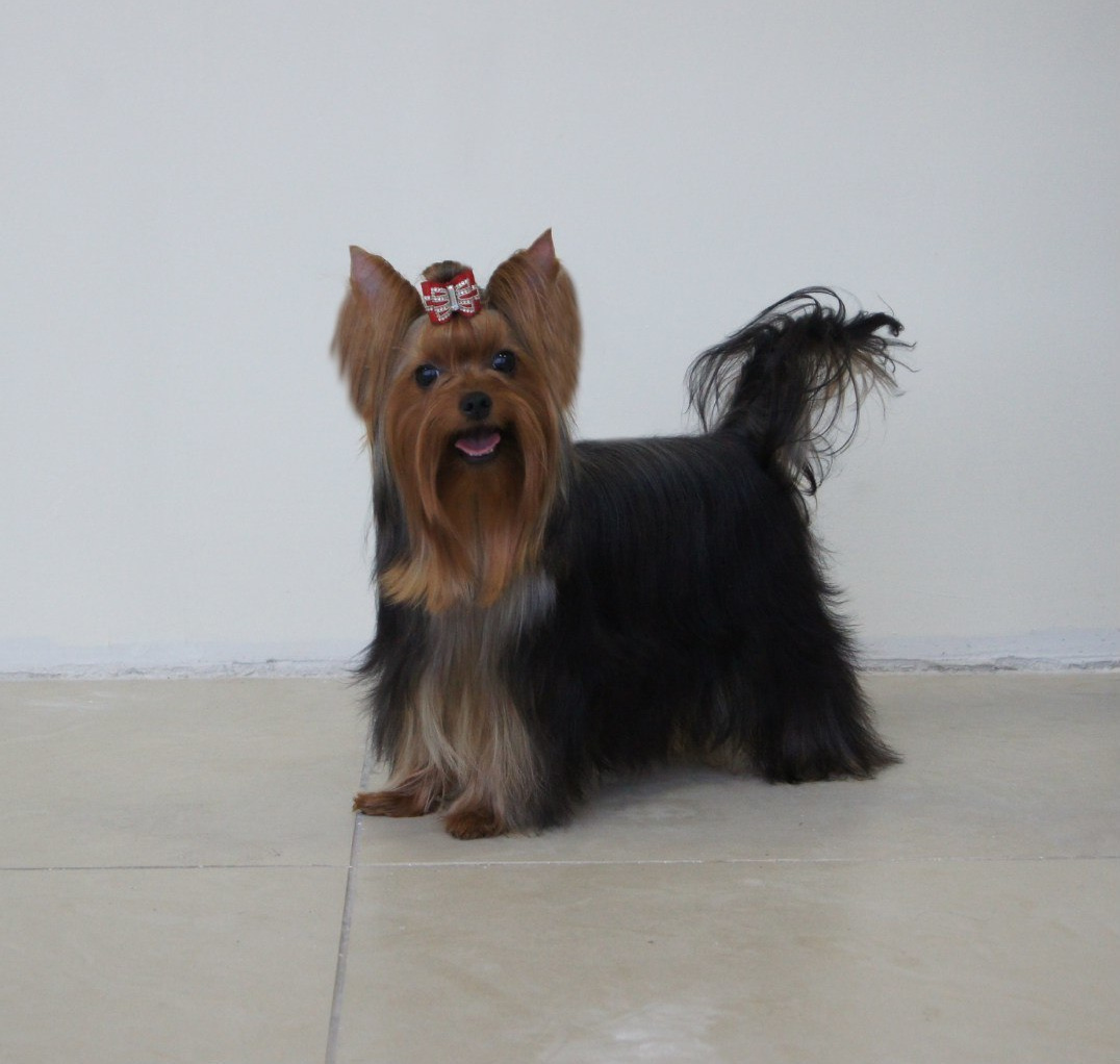 2015 г Результаты выставок. Питомник Йоркширских терьеров Дэнстайл в Санкт-Петербурге заводчик Тих