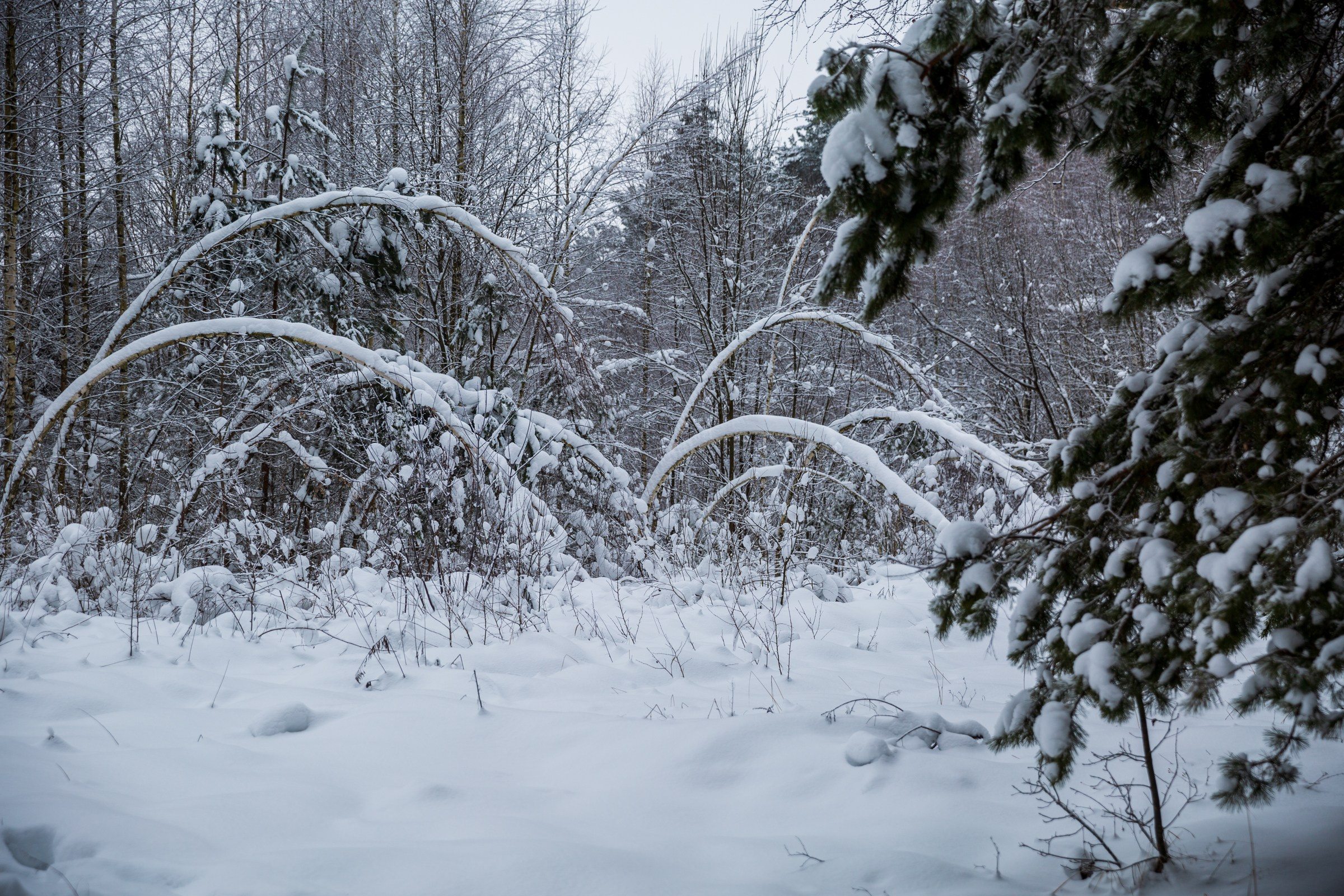 День 26 #адвенткалендарь. Главная