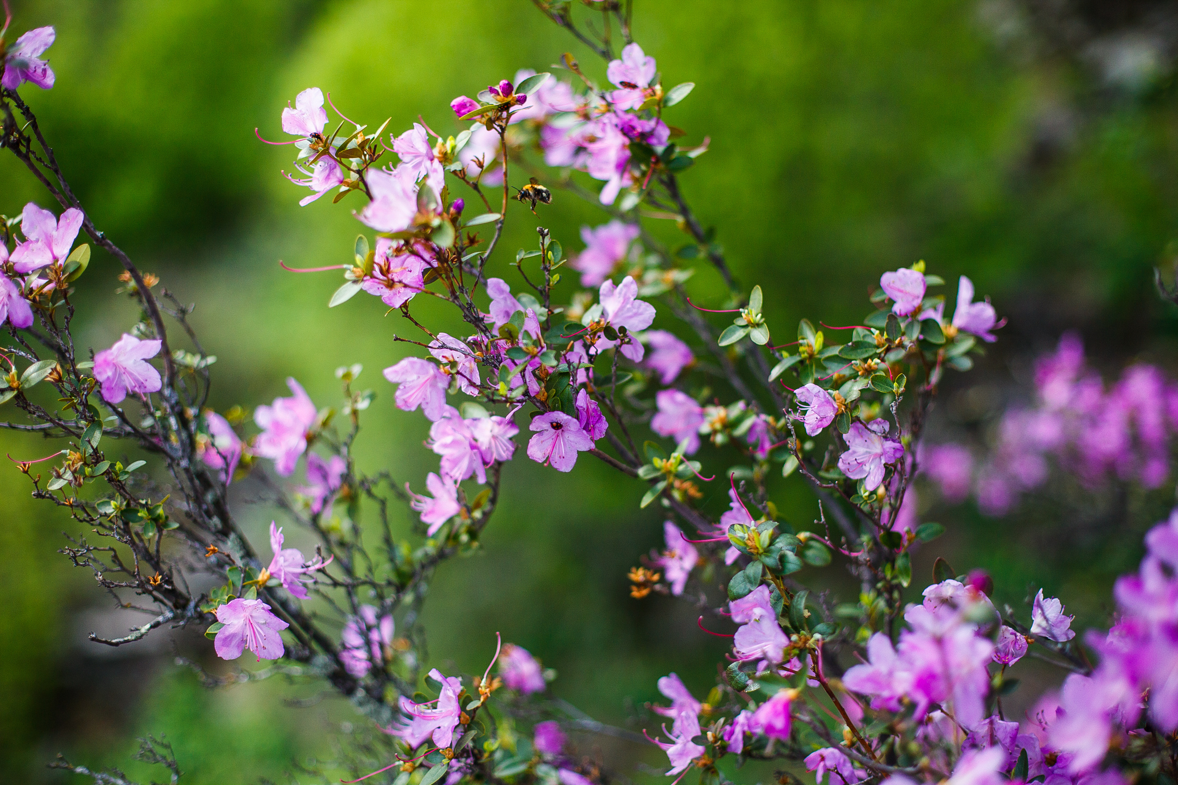 Это Алтай. Евгения Орлова