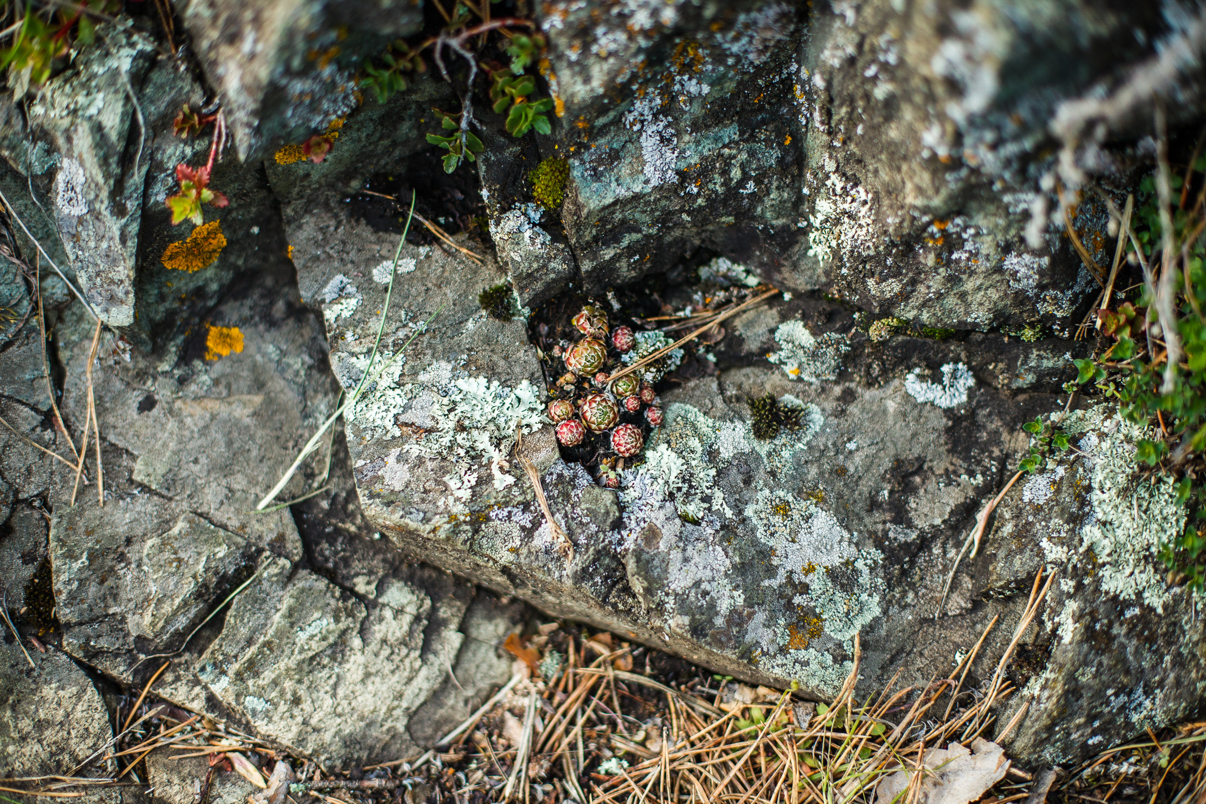Это Алтай. Евгения Орлова