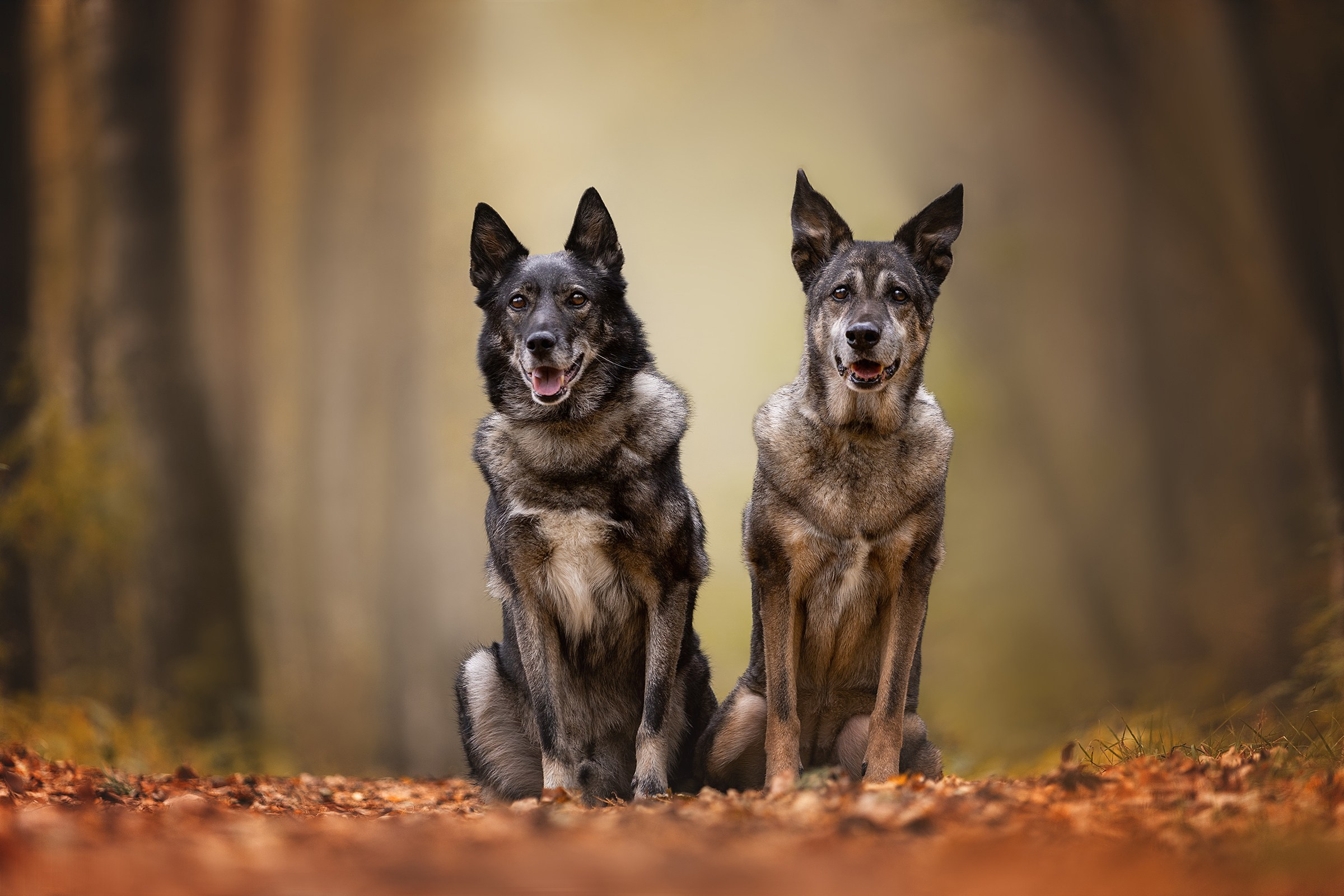 Результаты конкурсов. Irenephoto.ru