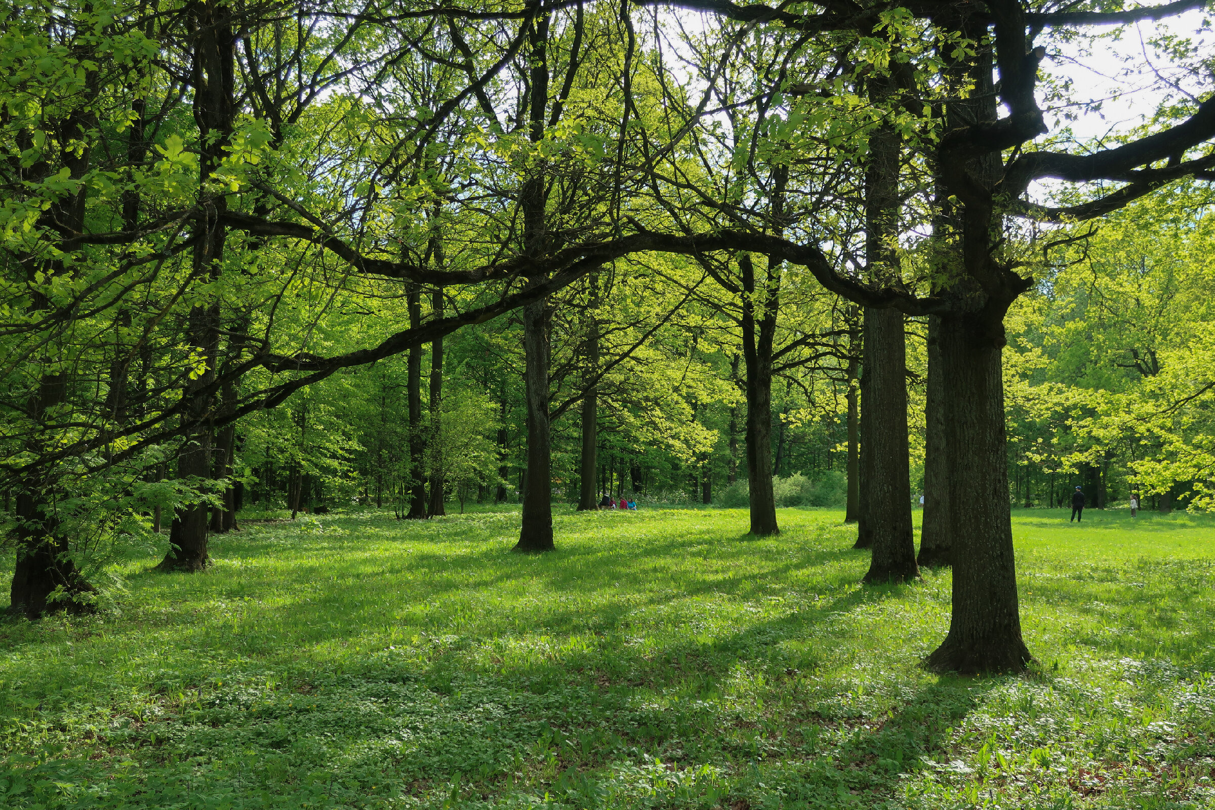 Фотопрогулка по Главному ботаническому саду им. Цицина в Москве. Проект «Фотокладовка»: блог уличной фотографии в формате street photo