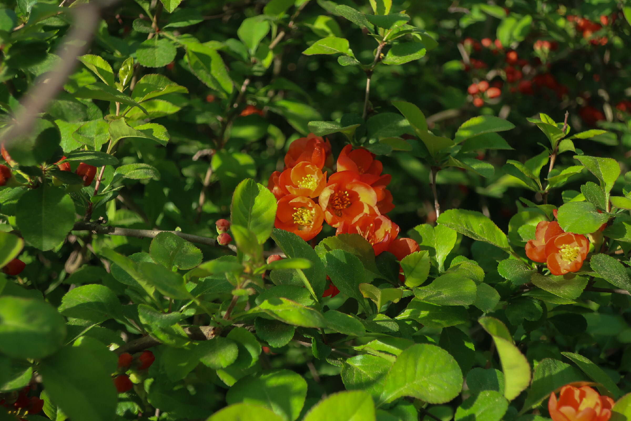 Фотопрогулка по Главному ботаническому саду им. Цицина в Москве. Проект «Фотокладовка»: блог уличной фотографии в формате street photo
