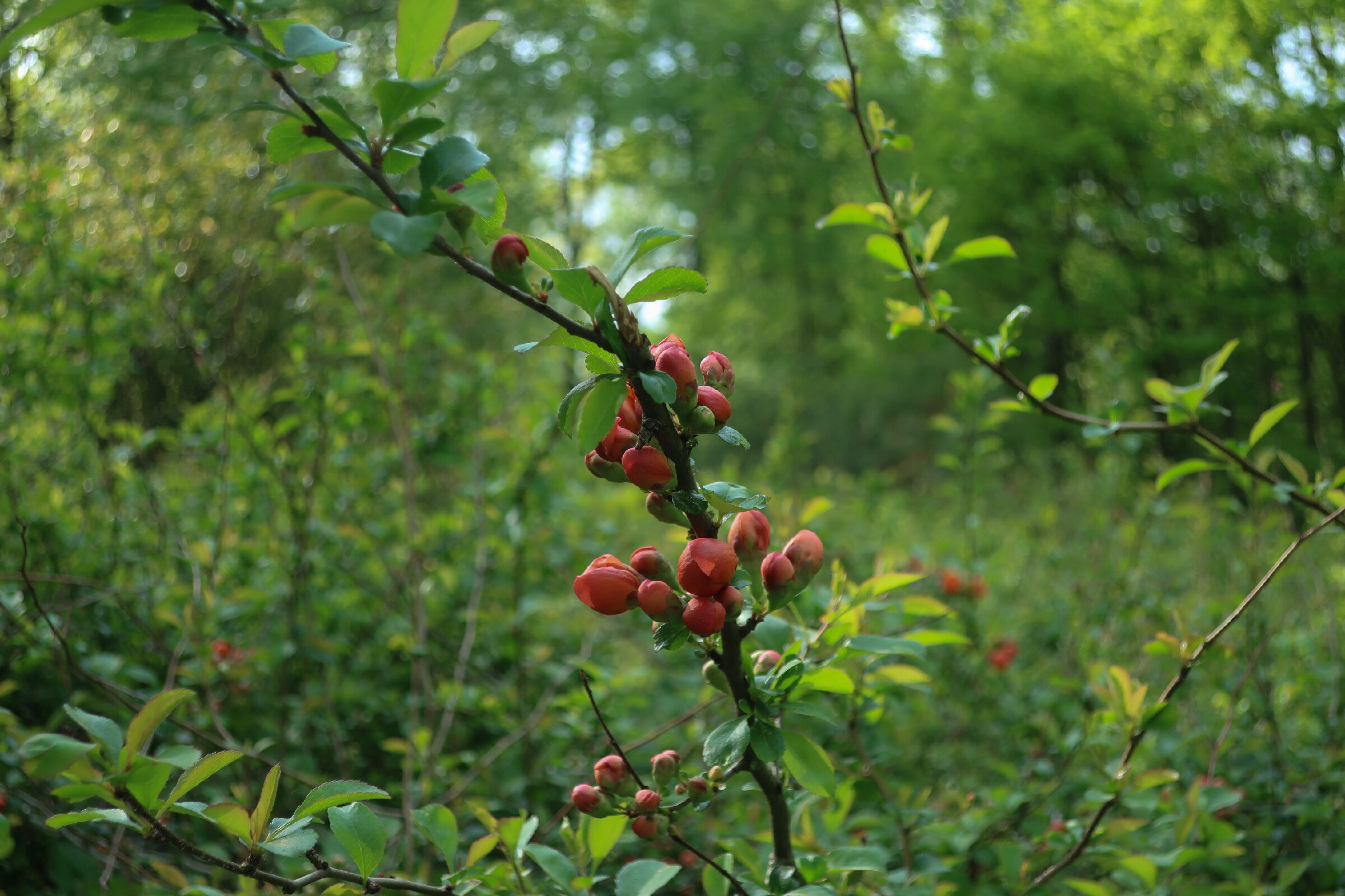 Фотопрогулка по Главному ботаническому саду им. Цицина в Москве. Проект «Фотокладовка»: блог уличной фотографии в формате street photo