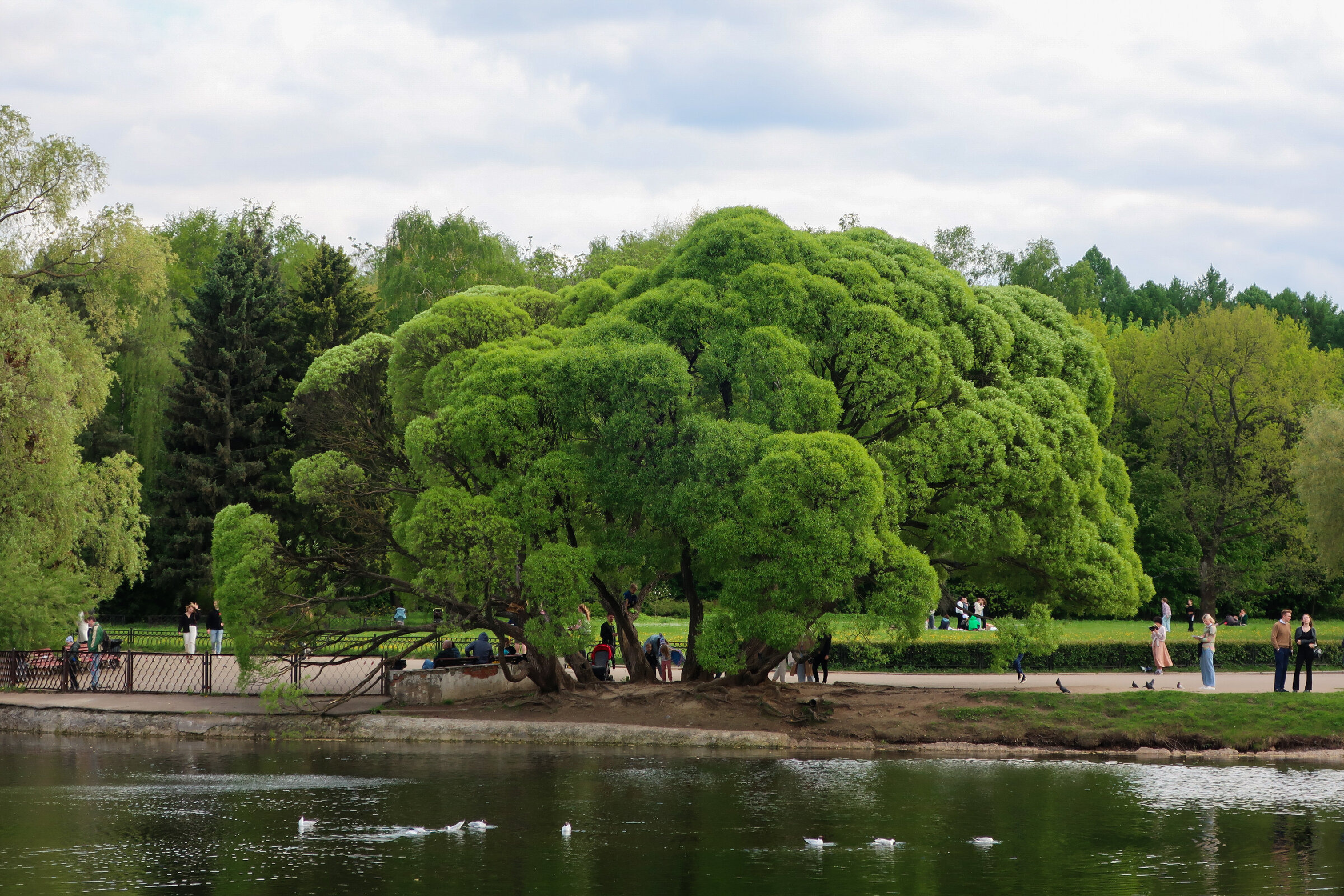 Фотопрогулка по Главному ботаническому саду им. Цицина в Москве. Проект «Фотокладовка»: блог уличной фотографии в формате street photo