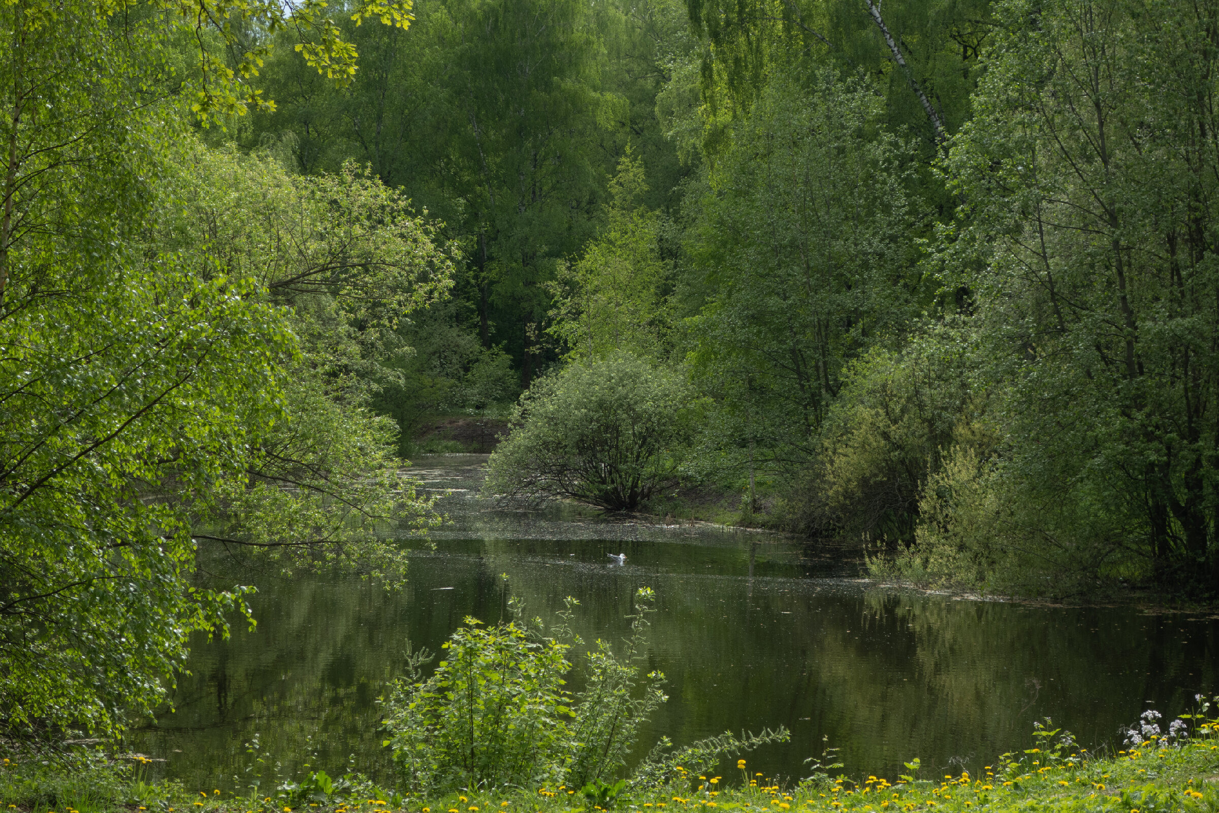 Фотопрогулка по Главному ботаническому саду им. Цицина в Москве. Проект «Фотокладовка»: блог уличной фотографии в формате street photo