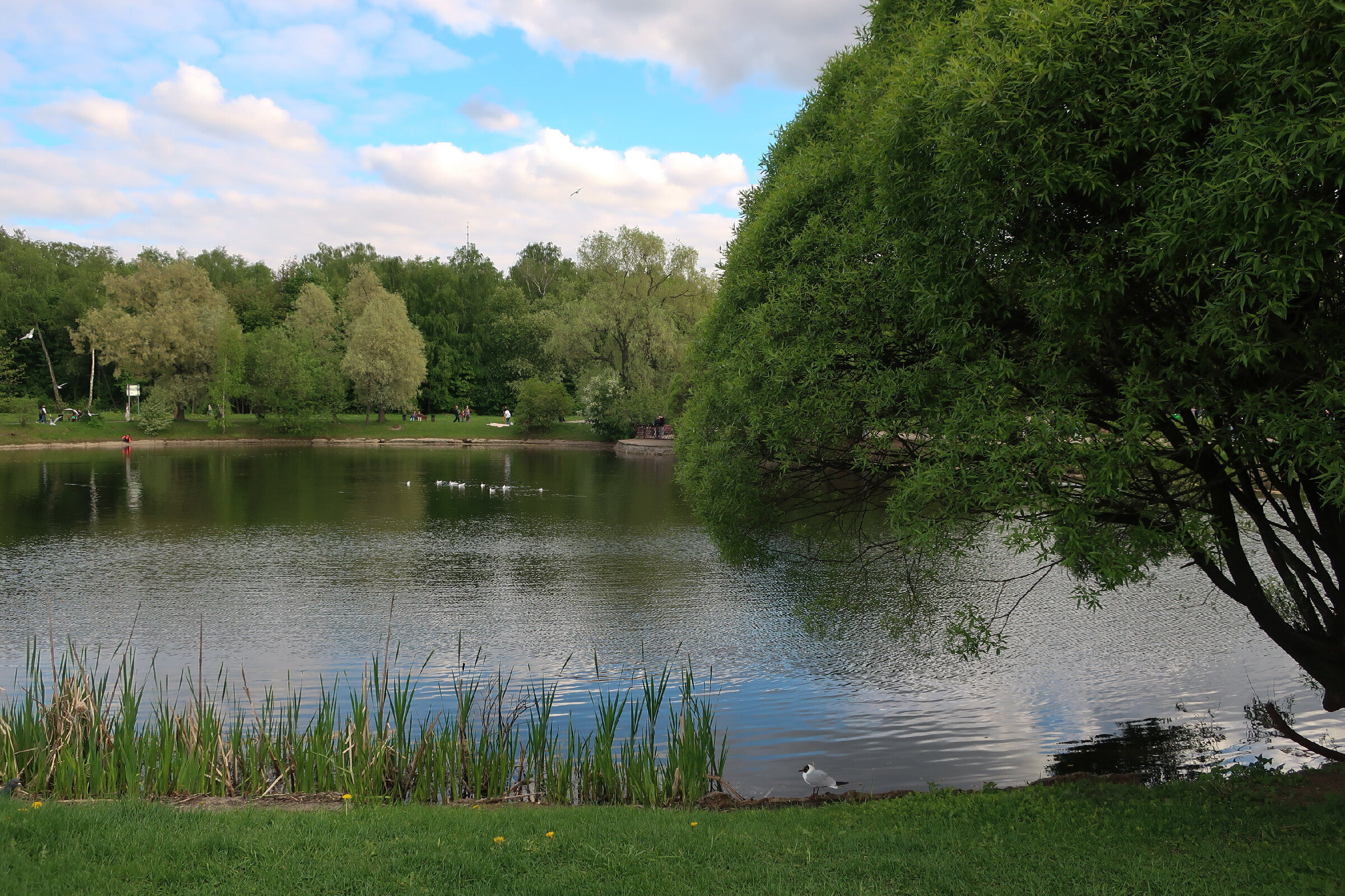 Фотопрогулка по Главному ботаническому саду им. Цицина в Москве. Проект «Фотокладовка»: блог уличной фотографии в формате street photo
