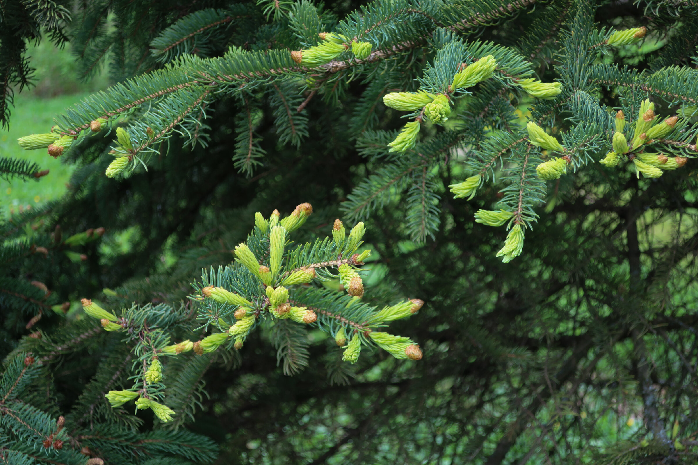 Фотопрогулка по Главному ботаническому саду им. Цицина в Москве. Проект «Фотокладовка»: блог уличной фотографии в формате street photo