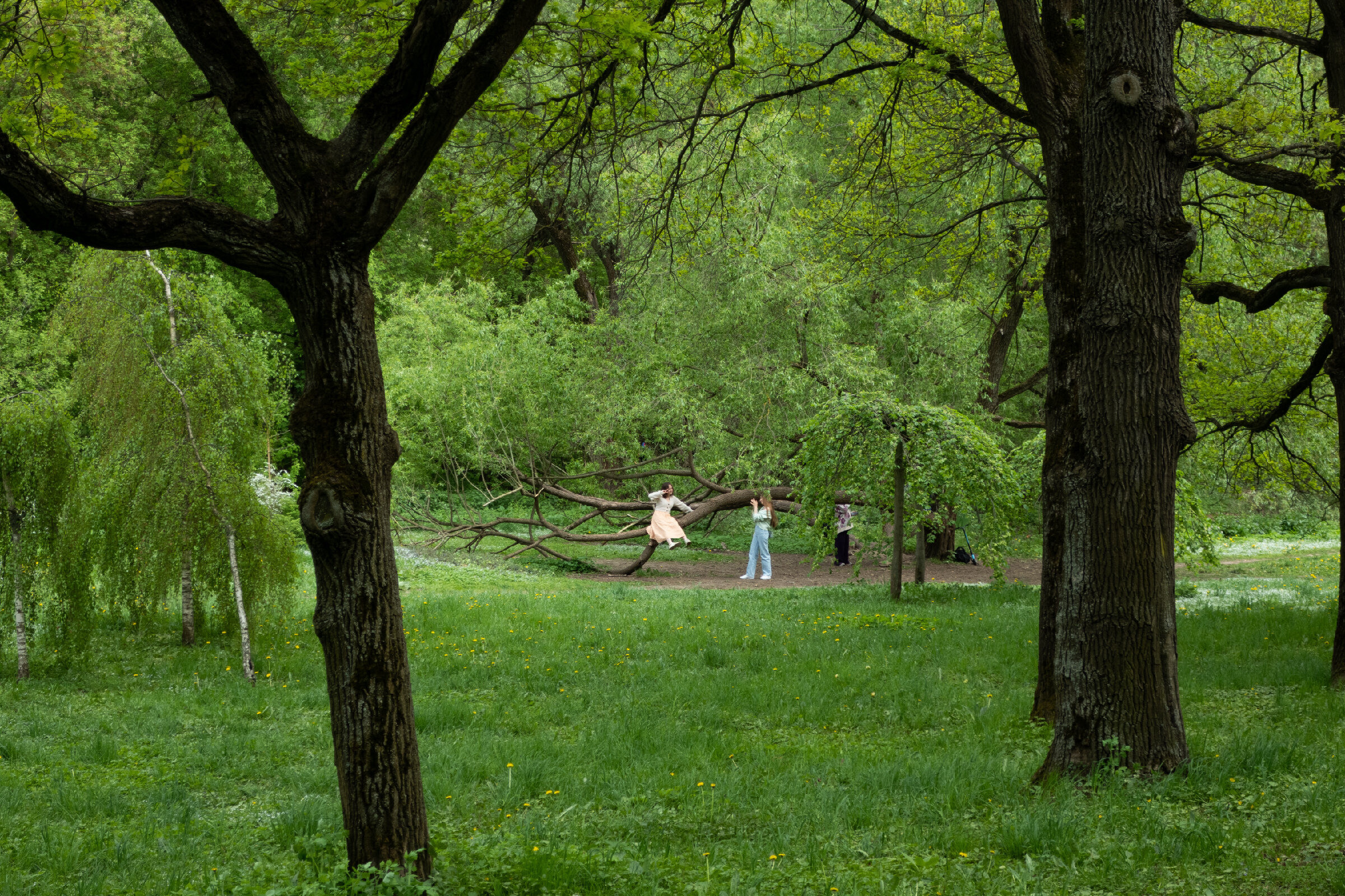 Фотопрогулка по Главному ботаническому саду им. Цицина в Москве. Проект «Фотокладовка»: блог уличной фотографии в формате street photo