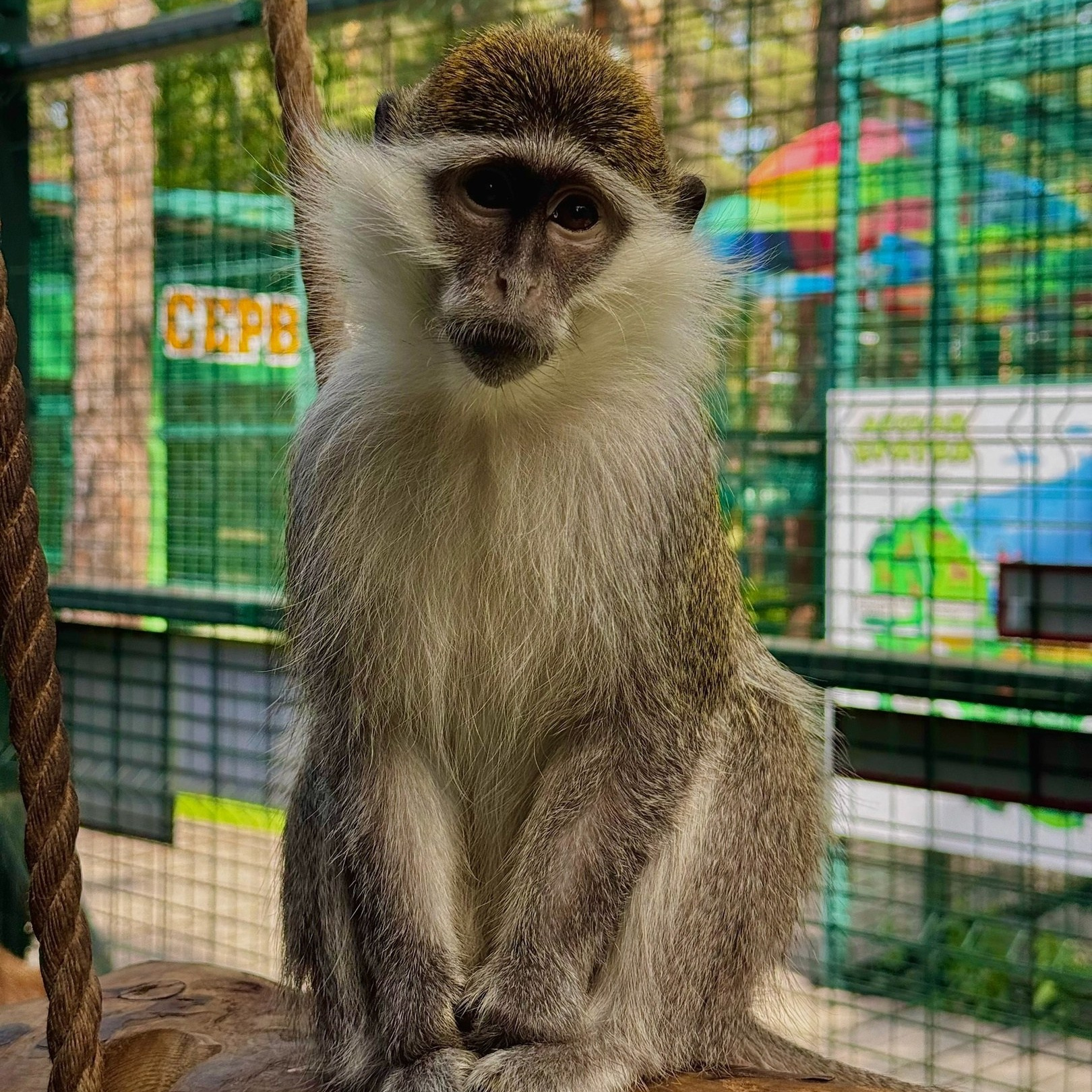 Более 50 видов животных и млекопитающих в зоопарке «Лесная Братва». Капибара, тапир, альпака, мохнатая корова, верблюд. Зоопарк уникальных животных Лесная братва