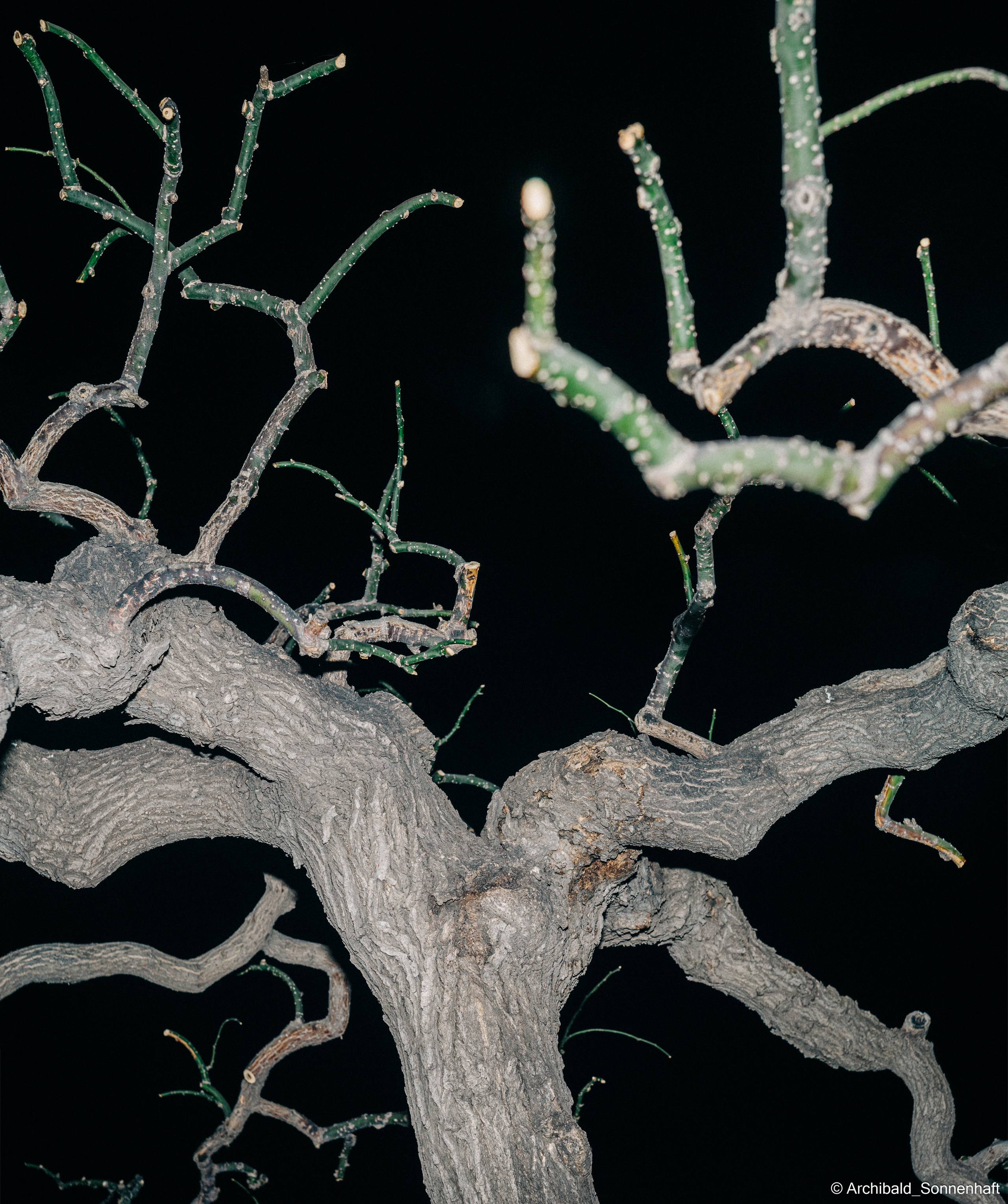 Evening walk around TJU. Photographer in Guangzhou, China. Archibald Sonnenhaft