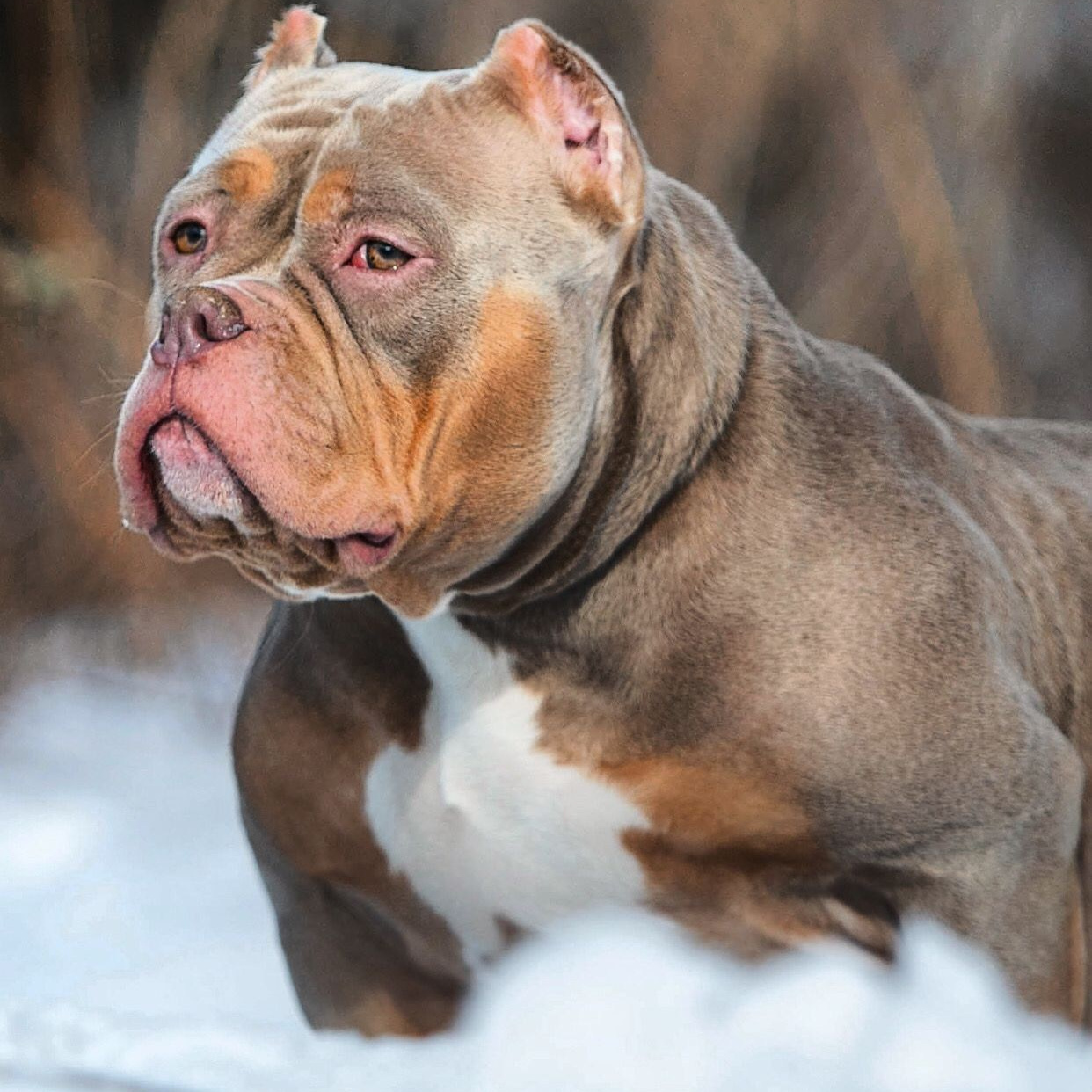 Племенная сука Американского Булли BEST NEVA BULLIES IZZY мать Шери карточка происхождения Владивосток