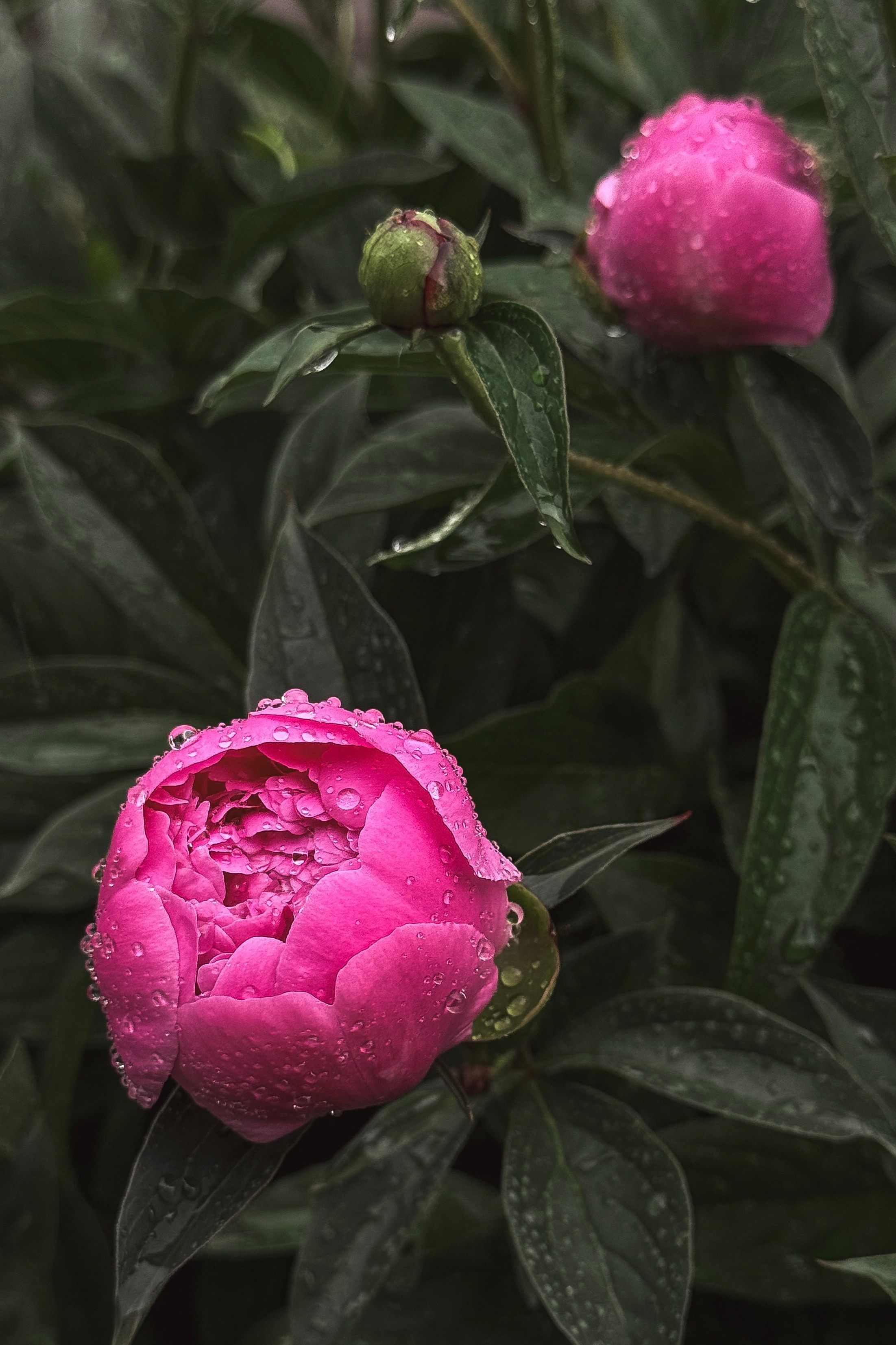 Консультации