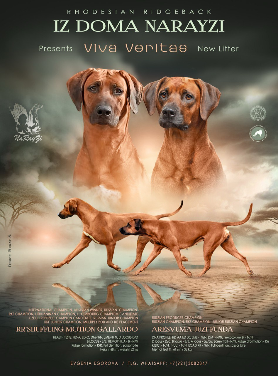 VIVA VERITAS Iz Doma Narayzi (1). Rhodesian Ridgebacks in St. Petersburg