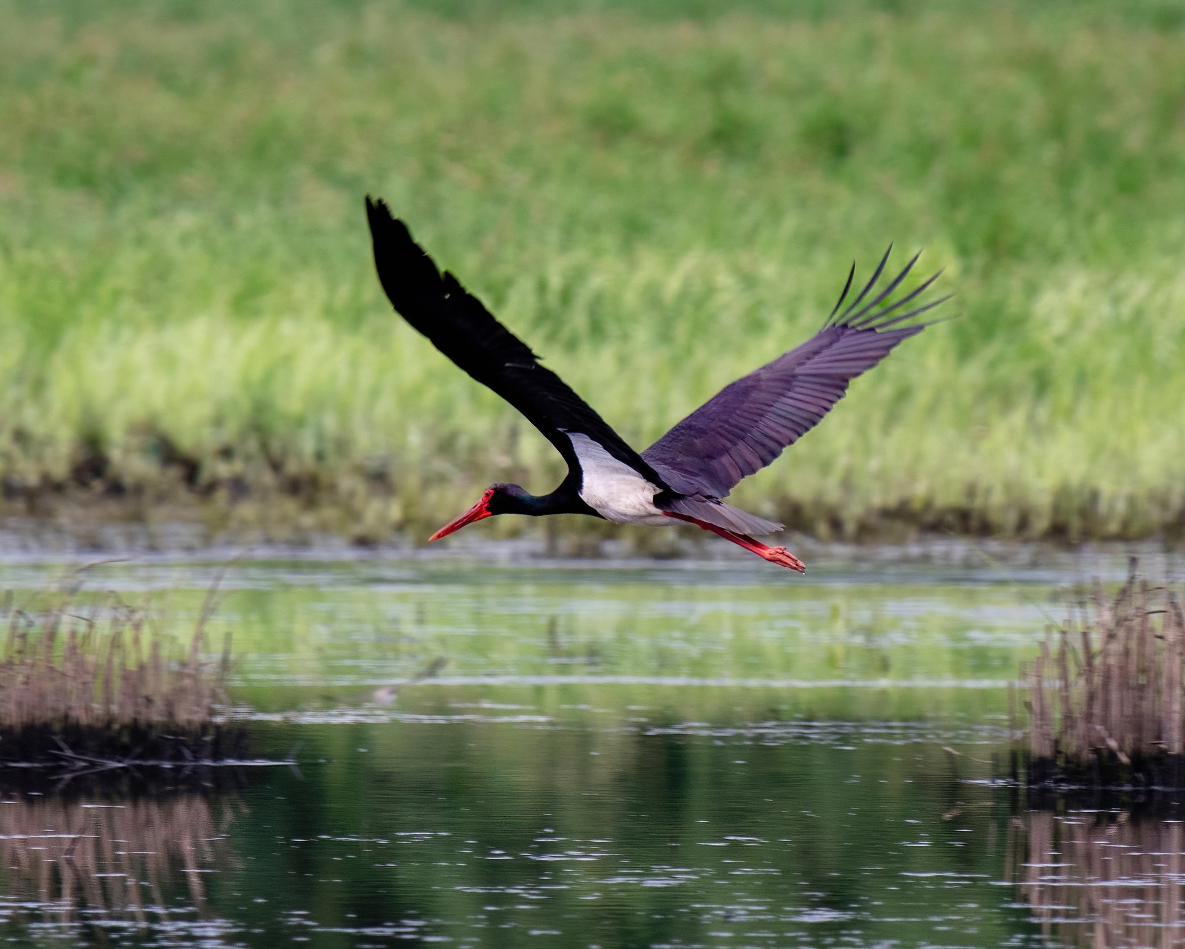 Фотоохота. Фотографии Лены Соколовой