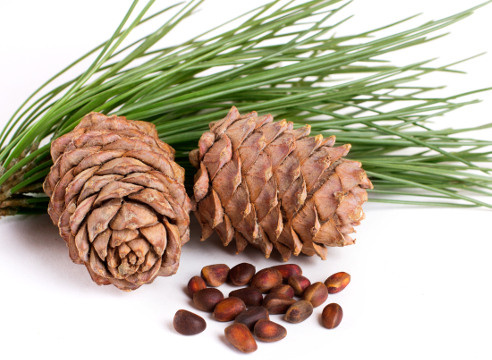 Масло кедра/cedarwood. VDAO.RU — исцеляющие практики