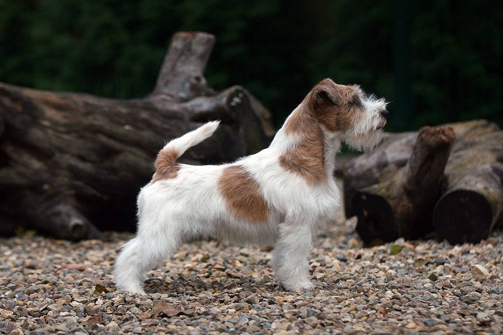 LITTER «O» 21.10.2025. Lovely-Orange питомник джек рассел терьеров