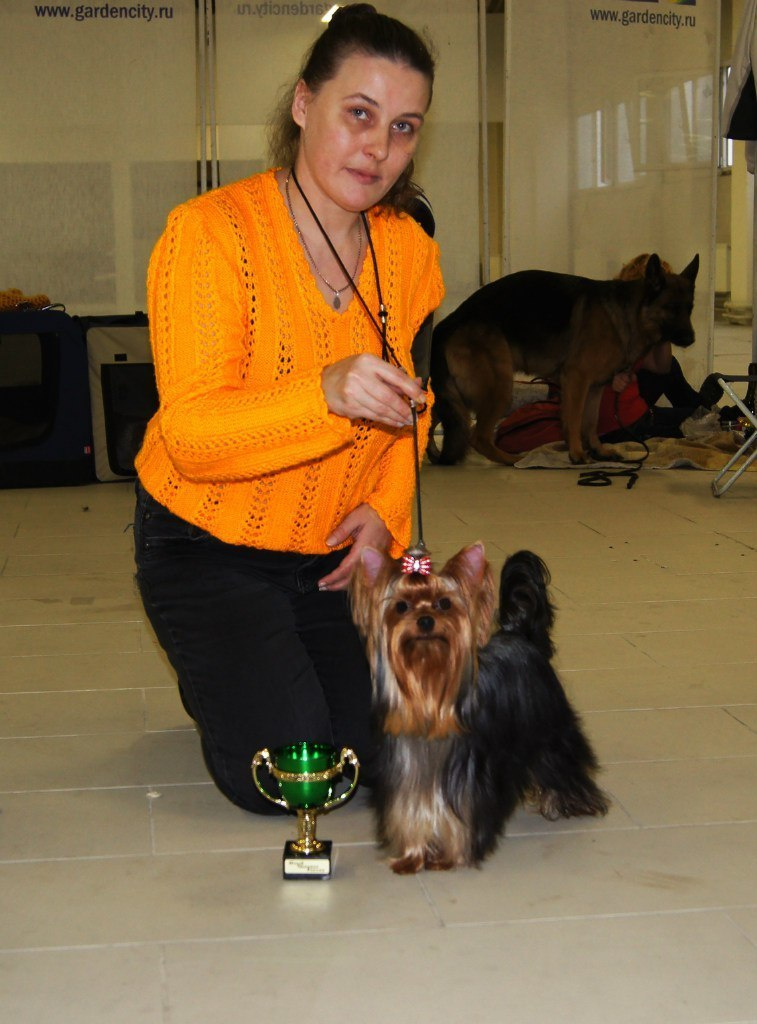 2015 г Результаты выставок. Питомник Йоркширских терьеров Дэнстайл в Санкт-Петербурге заводчик Тих
