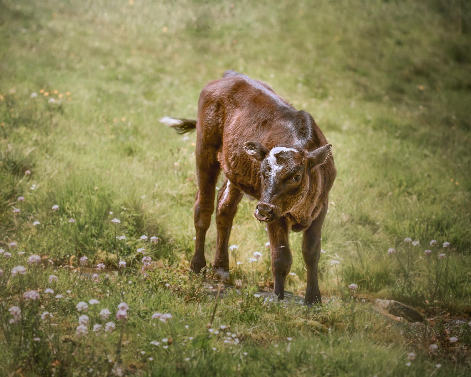 Мухинское ущелье. Пастбище