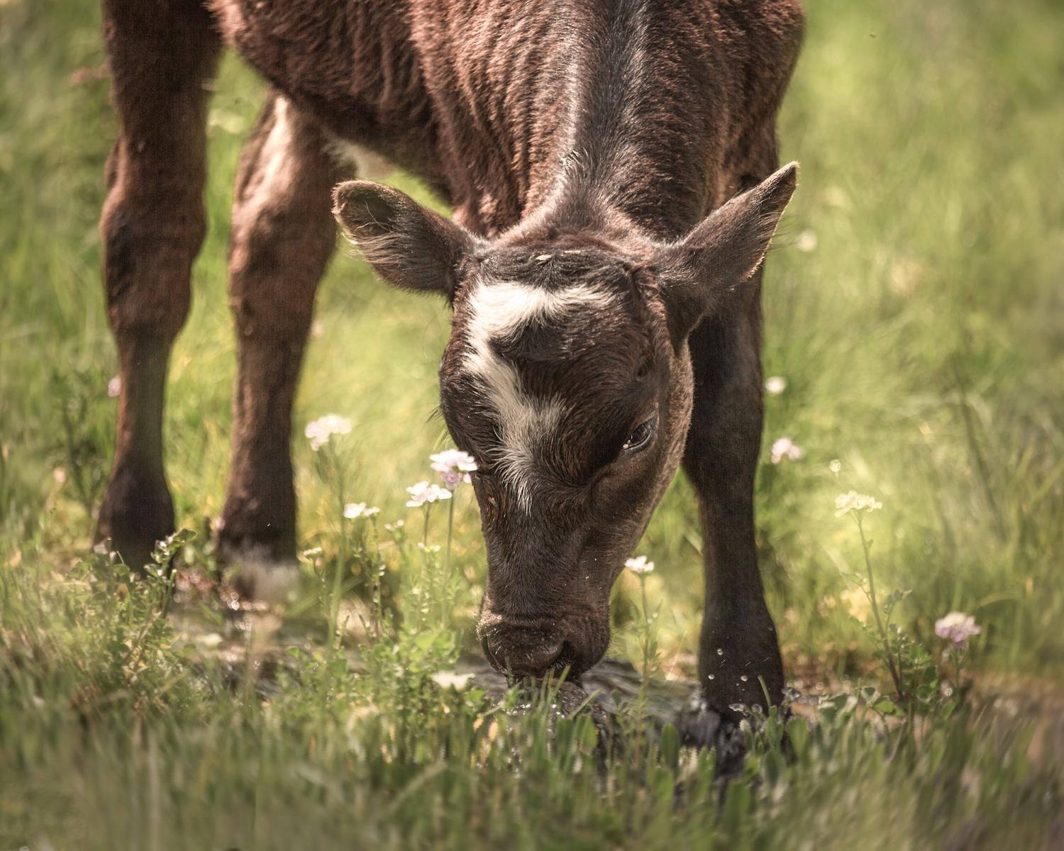 Мухинское ущелье. Пастбище