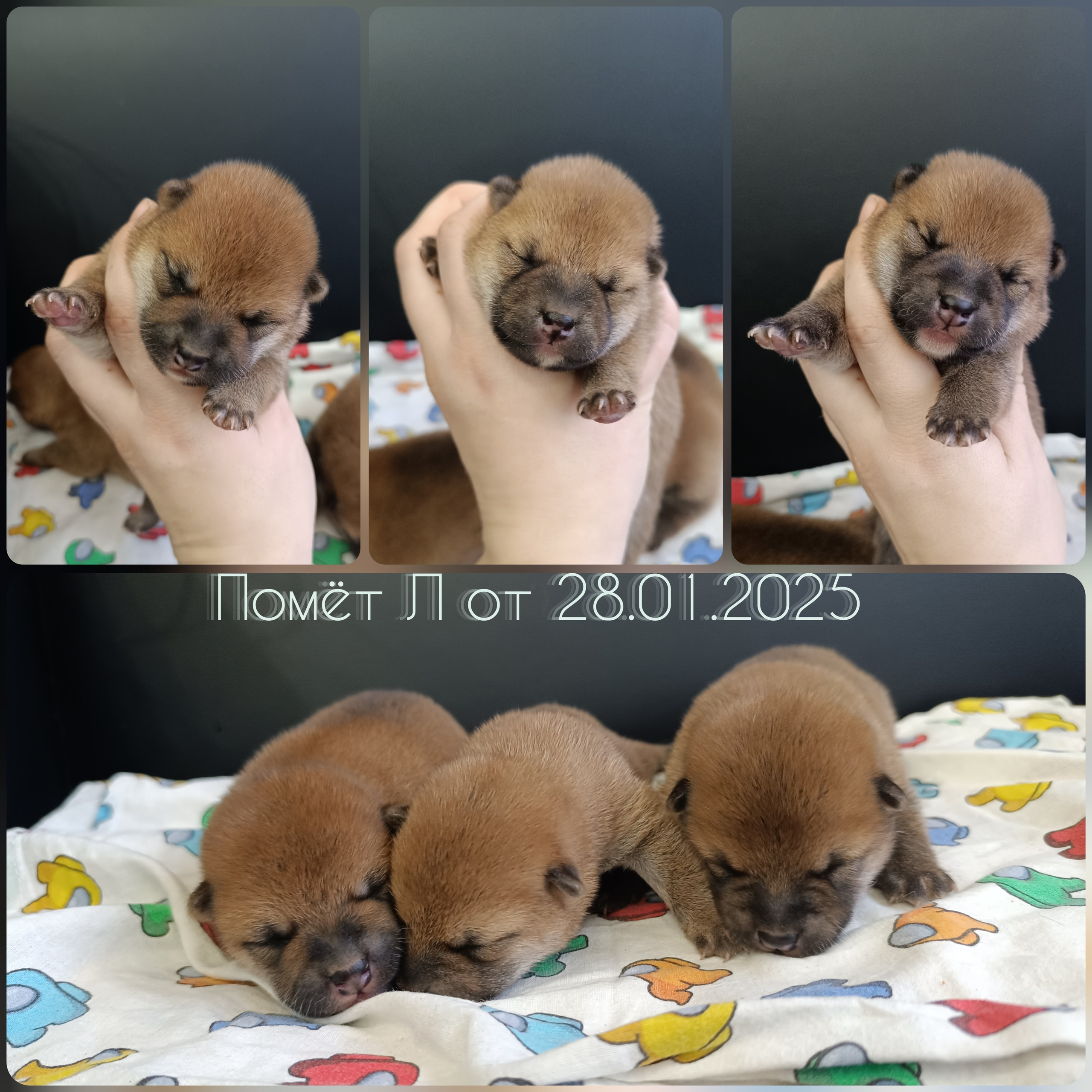 Помёт Сиба Л/L. AMERICAN AKITA RUBYLIGHT KENNEL I SHIBA-INU