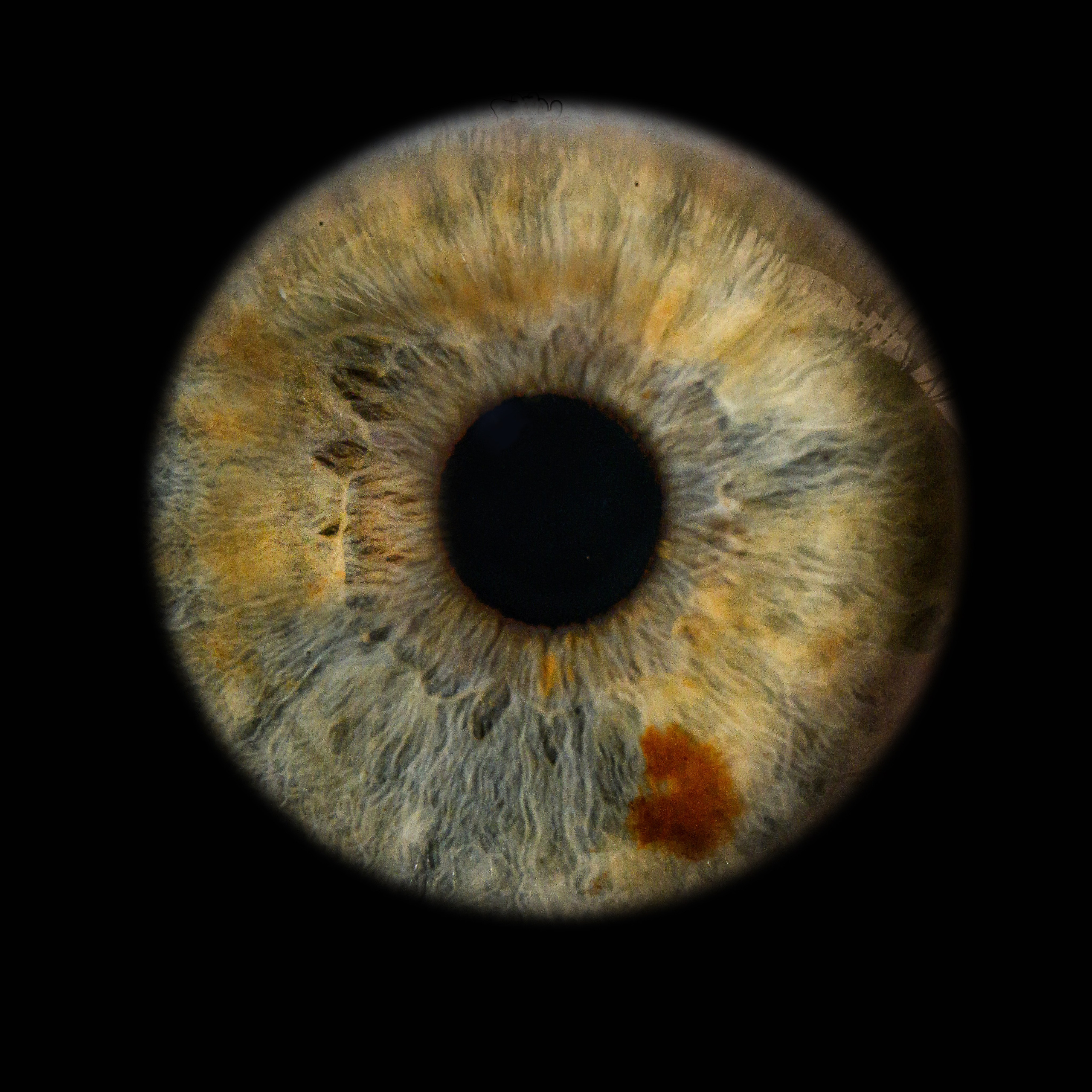 Лучшая фотография радужки глаза в Ростове. Профессиональная фотосъемка. Ростов-на-Дону