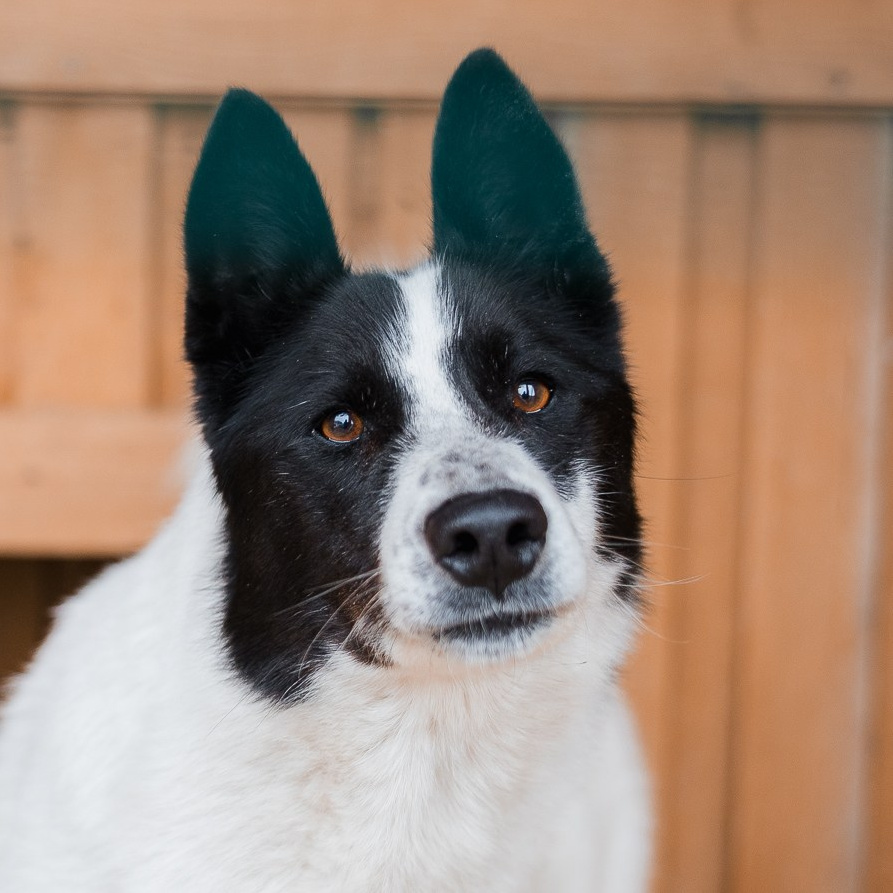 Истории. Улыбка собаки — спасение и пристройство бездомных собак