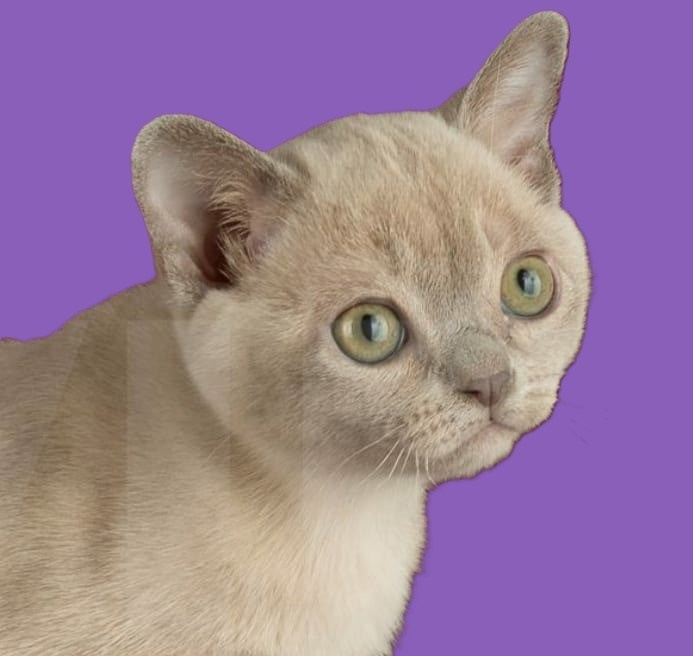 Котёнок американской бурмы. Las Burmas — питомник американской бурмы традиционных линий