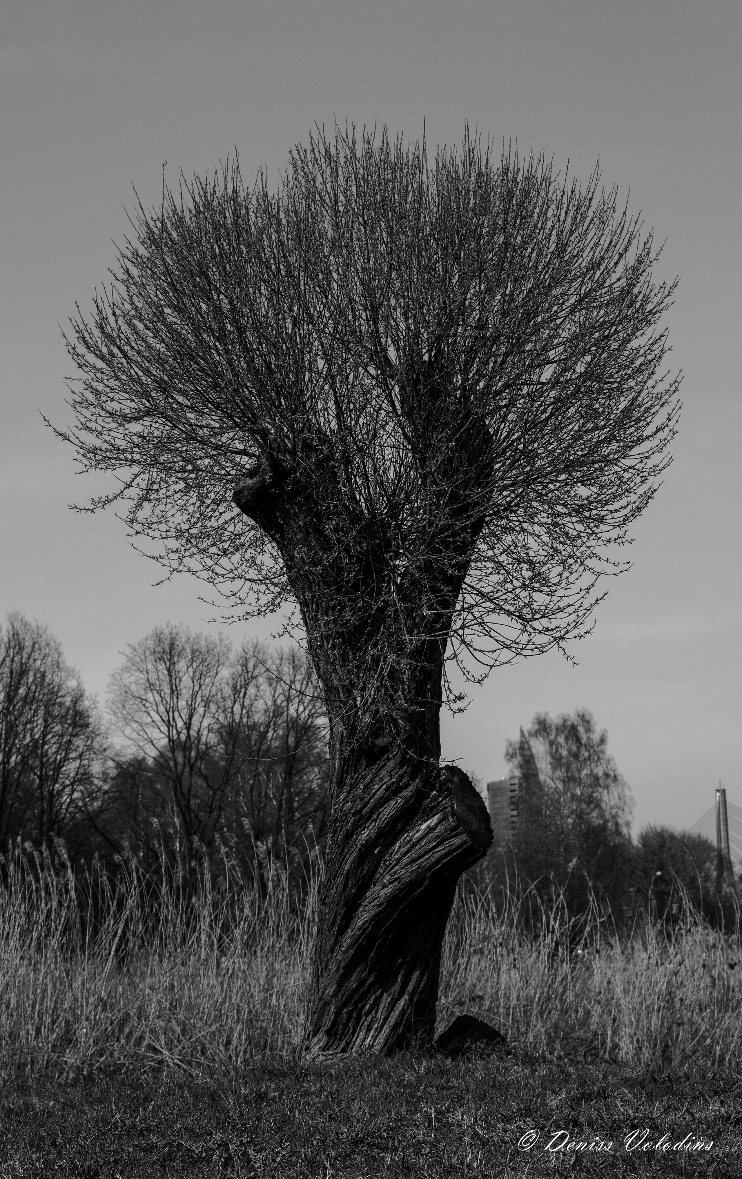 Володин Денис. ARTEXPOPHOTO
