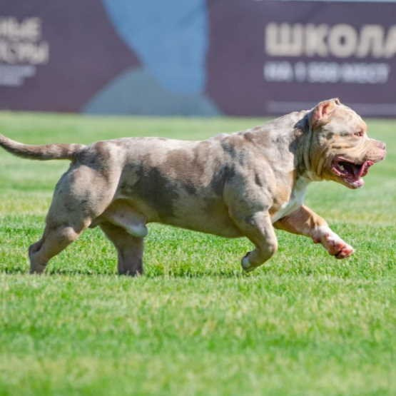 Лис - американский булли покет