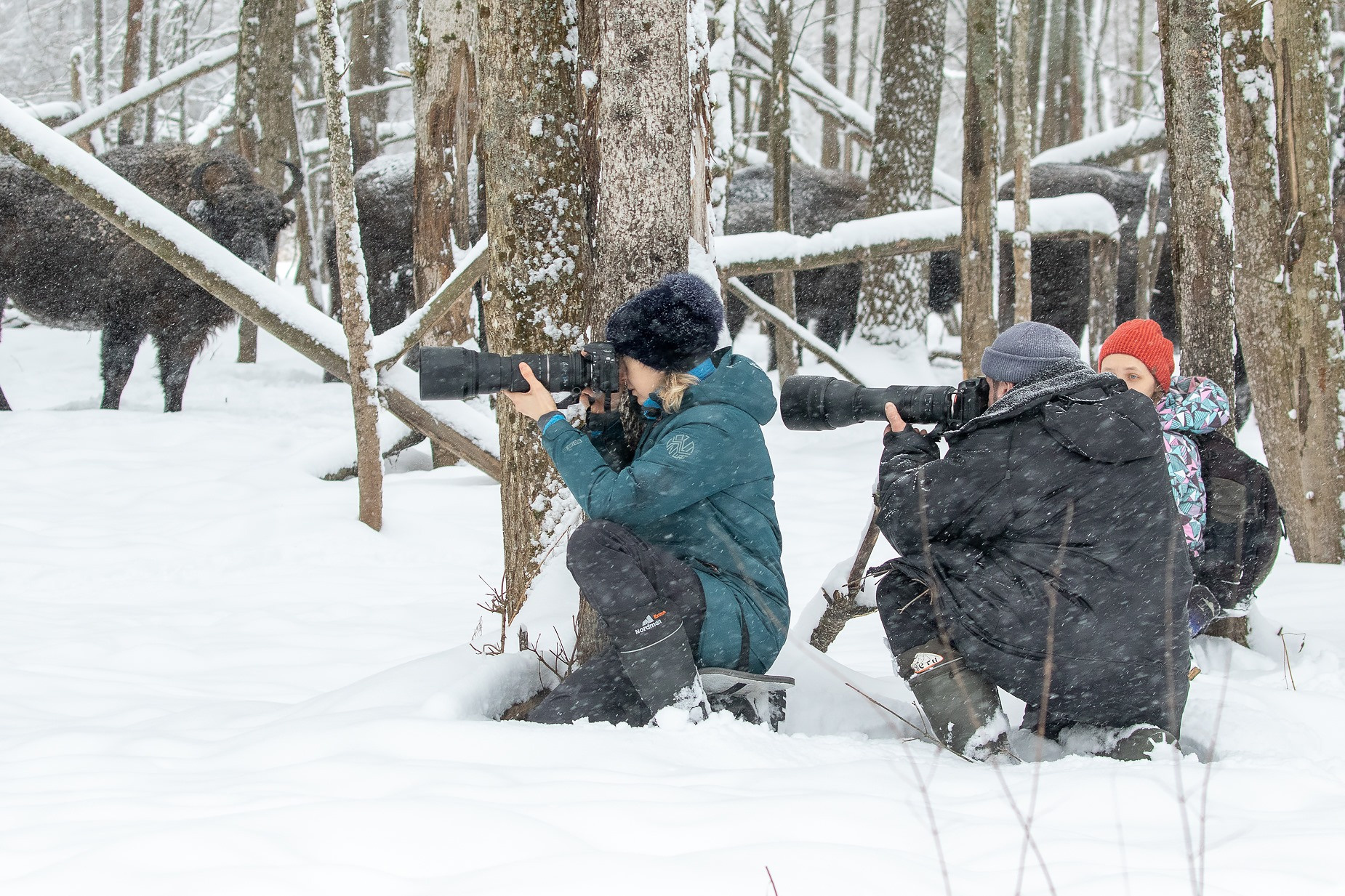 фототуры, фототур, экспедиция, животные, приключение, путешествие, поездка, туры выходного дня, туры по России, фототуры по России, дикая природа, зубры, Калужские засеки
