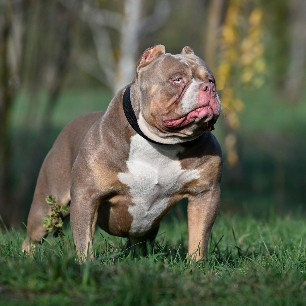 кобель на вязку American Bully в Владивостоке