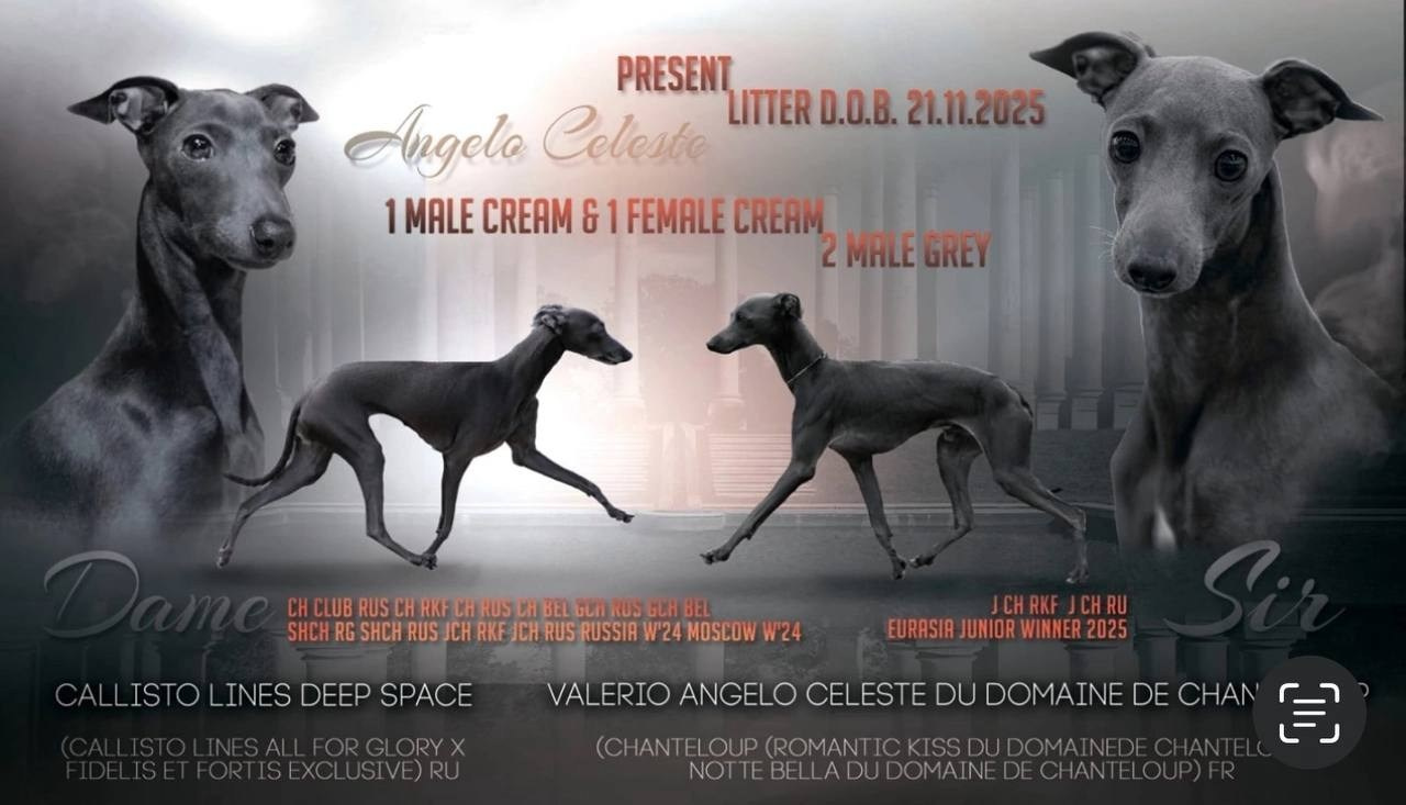 Angelo Celeste Laurus for Asti Sapphire. Профессиональный питомник левреток РКФ/FCI ASTI SAPPHIRE 💎 Сочи|Санкт-Петербург