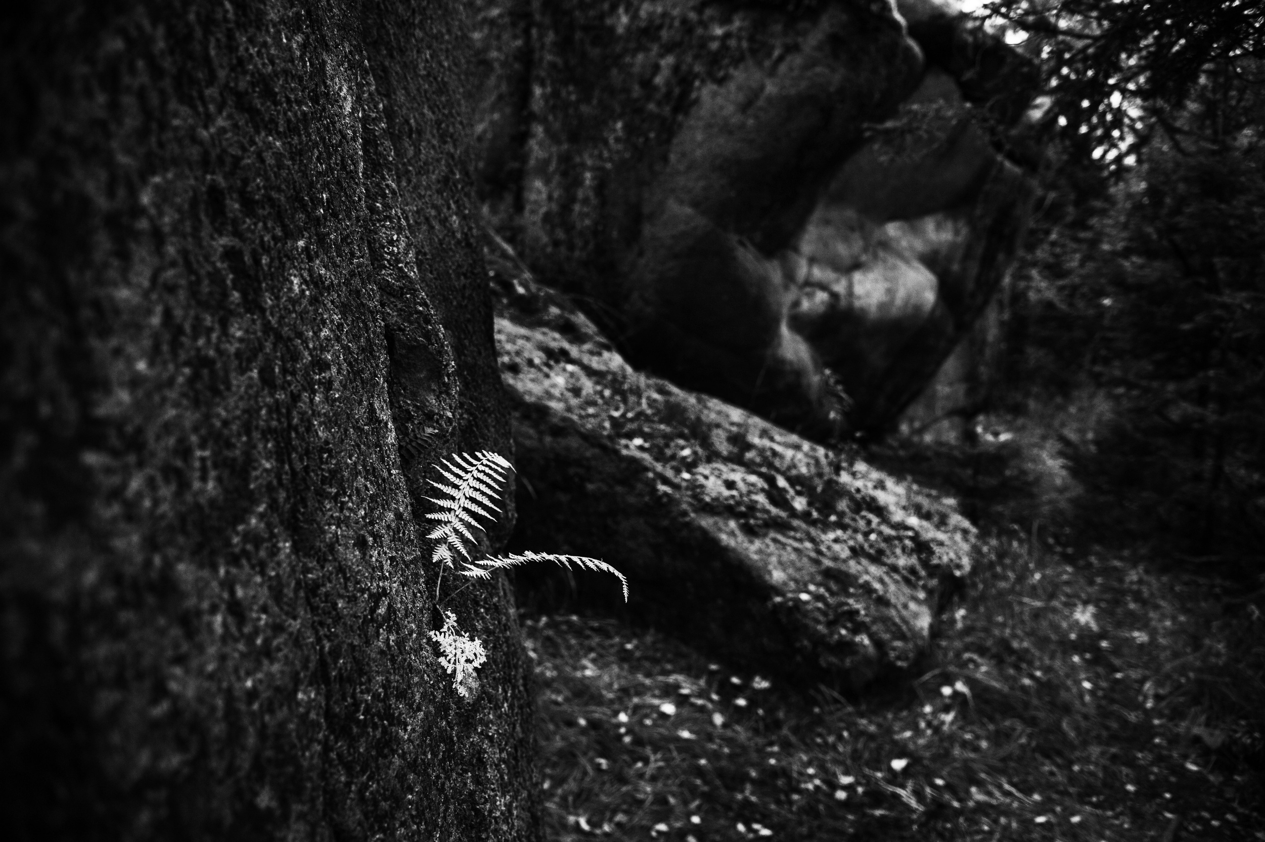 Работы, сделанные в Арт-резиденции «Красноярские столбы». Арт-фотография, терапевтическая фотография в Москве. Фотограф Анна Ермолова