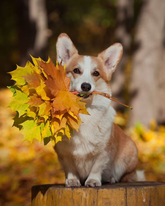 Лучшие трюки собак для фотосессии. Фотограф собак в Москве и Московской области Иванушкина Мария