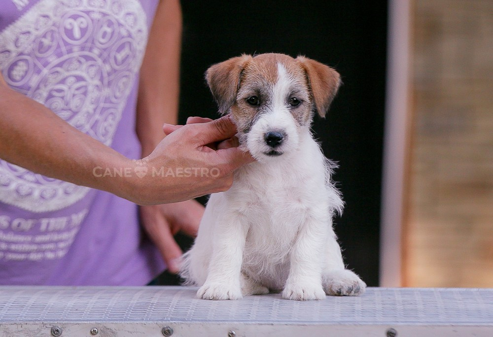 LITTER «R» 12/06/2023. CANE MAESTRO — kennel Jack Russell Terrier