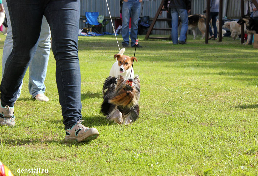 2015 г Результаты выставок. Питомник Йоркширских терьеров Дэнстайл в Санкт-Петербурге заводчик Тих