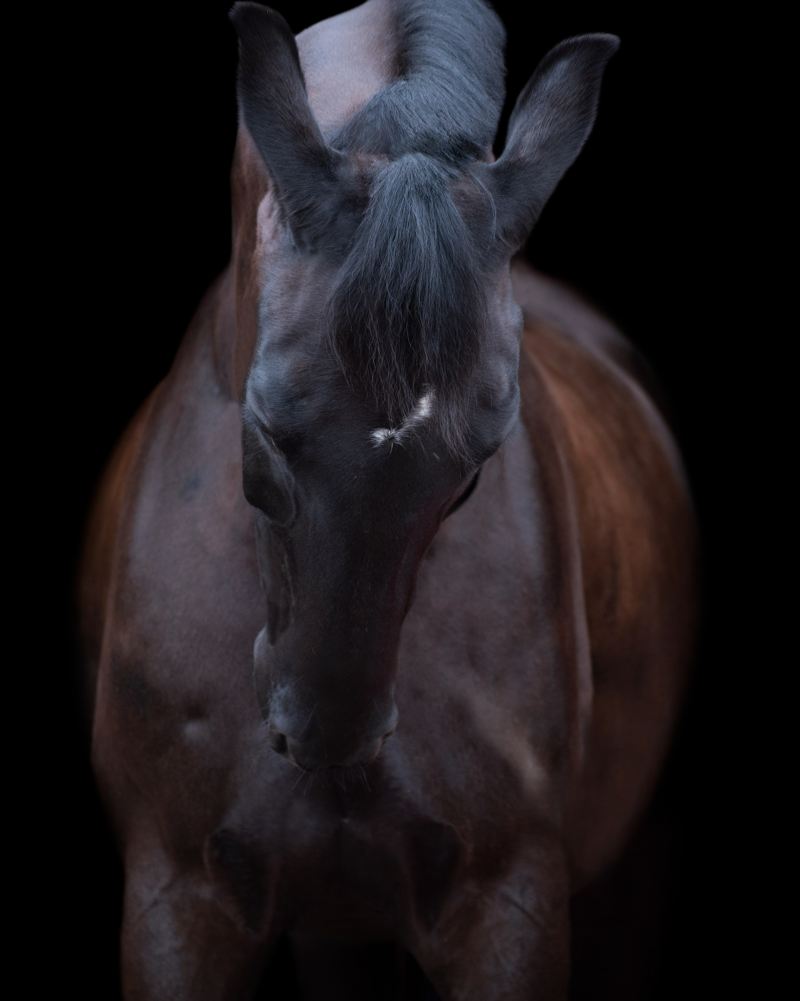 фото для интерьера, отпечаток, авторская фотография, купить отпечаток, купить фотографию, фото лошадей, фото лошади, красивые лошади, принт, цифровой отпечаток