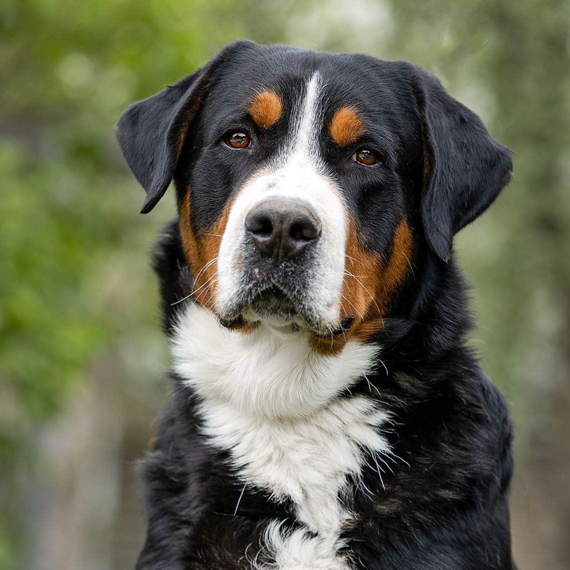 Щенки зенненхунда. Питомник Больших Швейцарских Зенненхундов в Калужской области / Москва