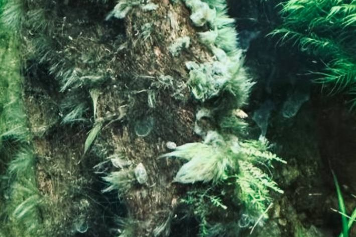 Водоросли BBA («борода») в аквариуме на сойле ADA Амазония (Amazonia). Home