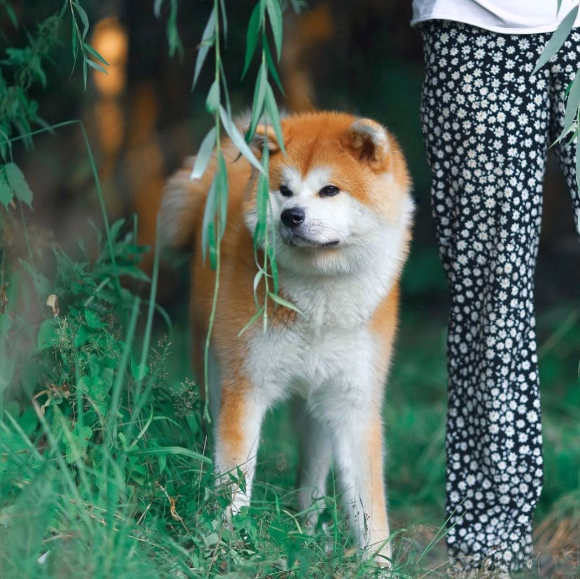 Контакты. Питомник Акита-Ину