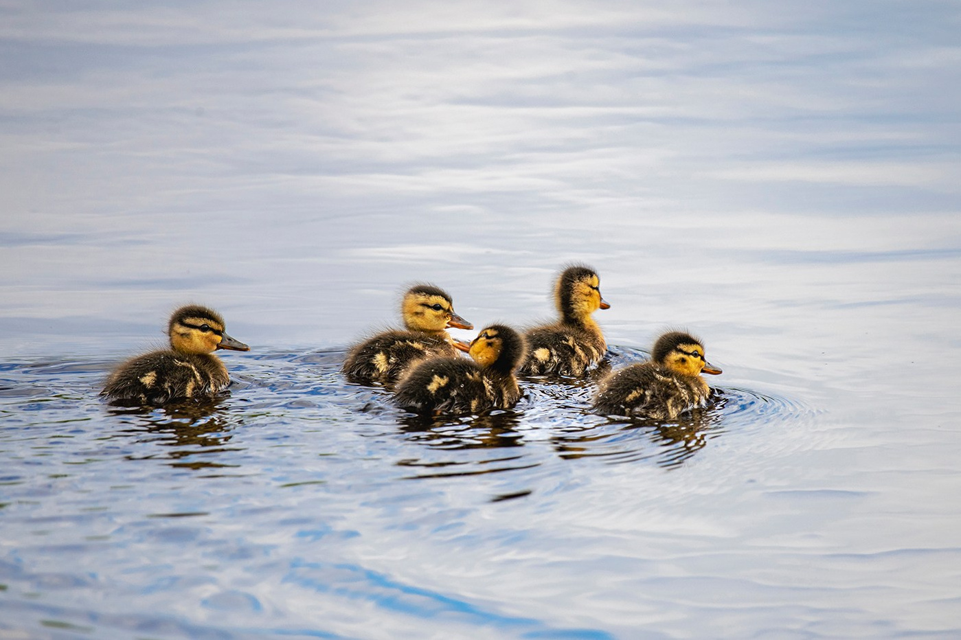 Фотоохота. Фотографии Лены Соколовой