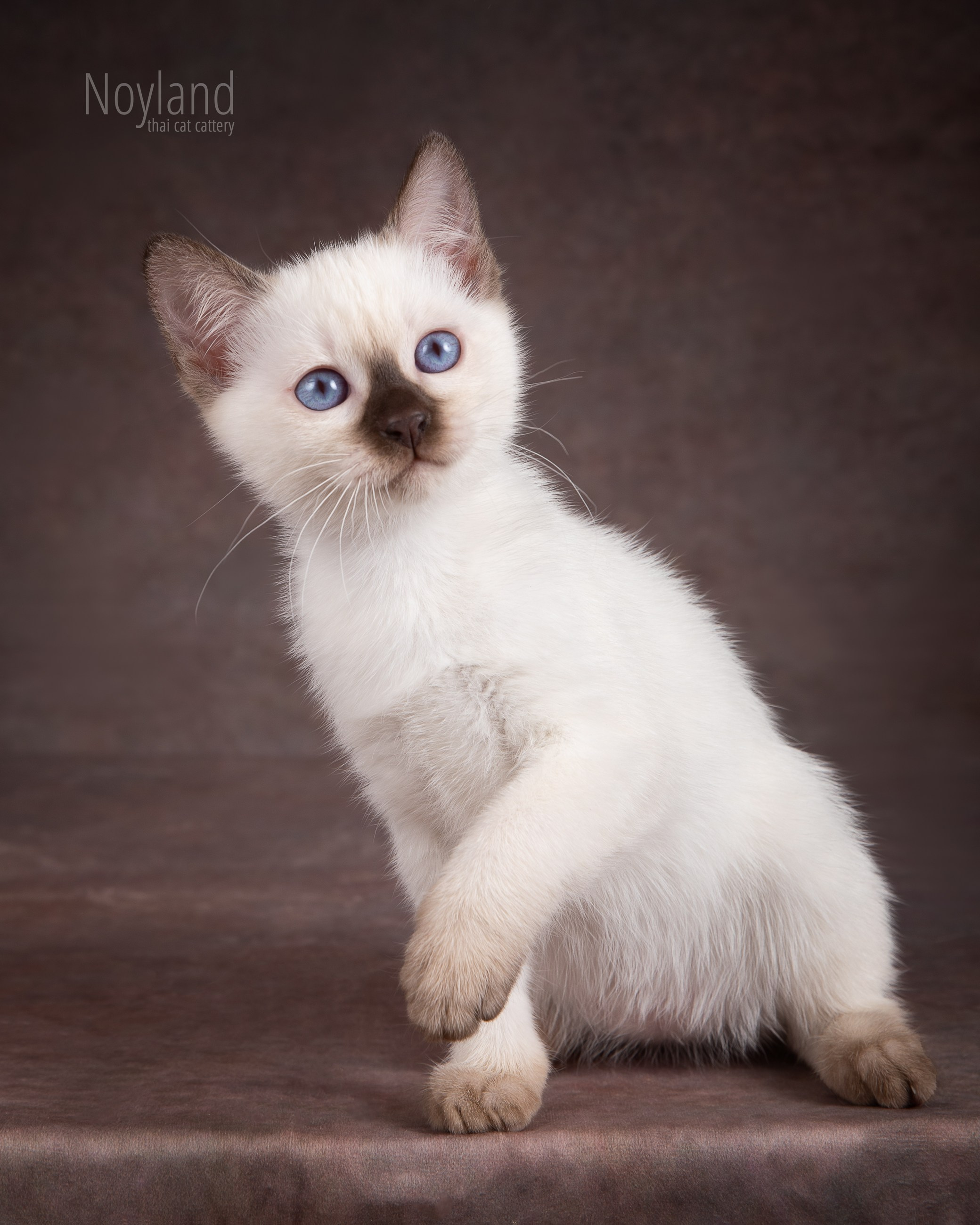 Котята. Питомник тайских кошек в Санкт-Петербурге Noyland