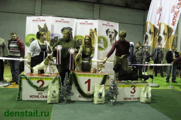 2013 г Результаты выставок. Питомник Йоркширских терьеров Дэнстайл в Санкт-Петербурге заводчик Тих