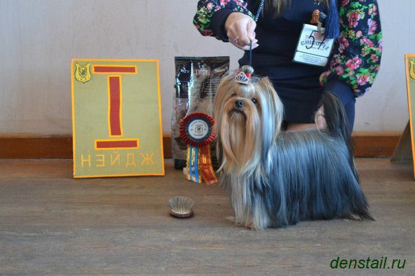 2015 г Результаты выставок. Питомник Йоркширских терьеров Дэнстайл в Санкт-Петербурге заводчик Тих