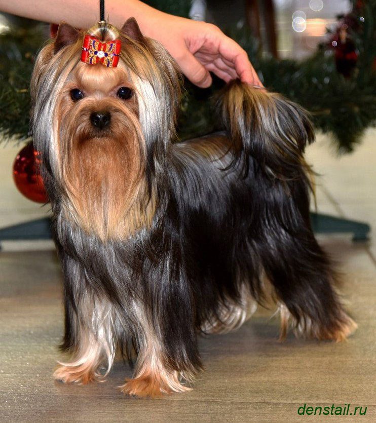 2015 г Результаты выставок. Питомник Йоркширских терьеров Дэнстайл в Санкт-Петербурге заводчик Тих