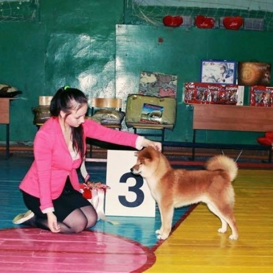 Dog show 2015. SHIOMARU Питомник сиба и акита-ину