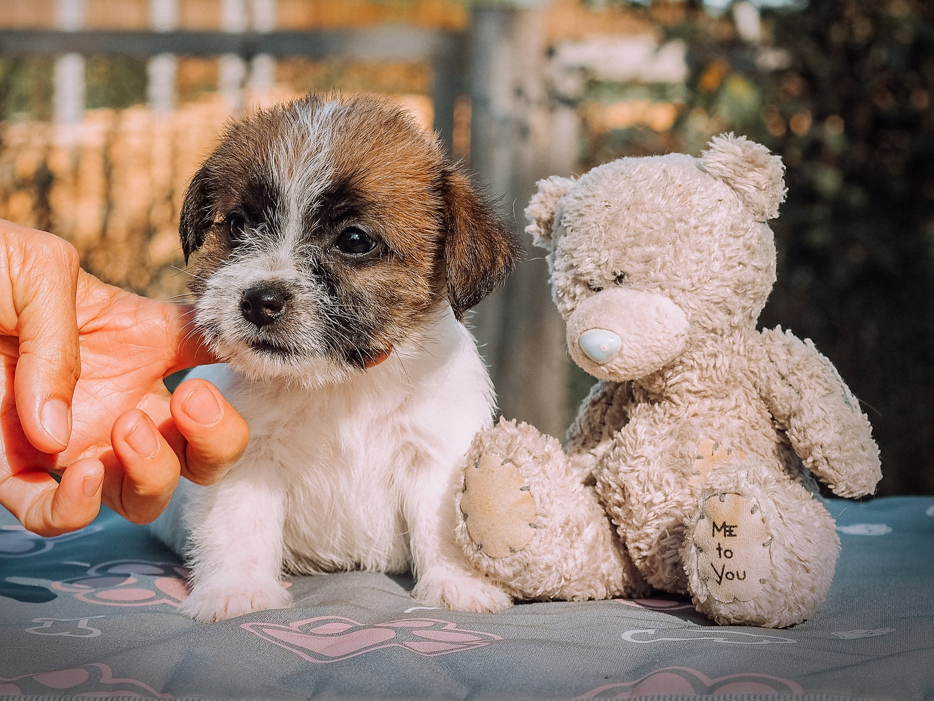 LITTER «Х» 03/08/2024. CANE MAESTRO — kennel Jack Russell Terrier