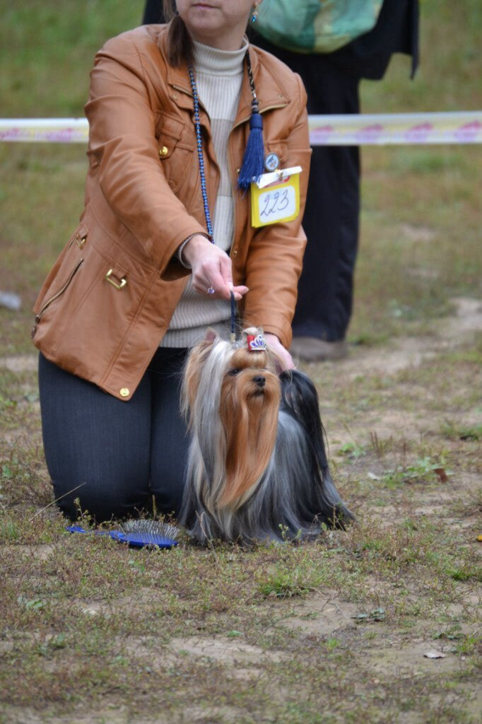 2015 г Результаты выставок. Питомник Йоркширских терьеров Дэнстайл в Санкт-Петербурге заводчик Тих
