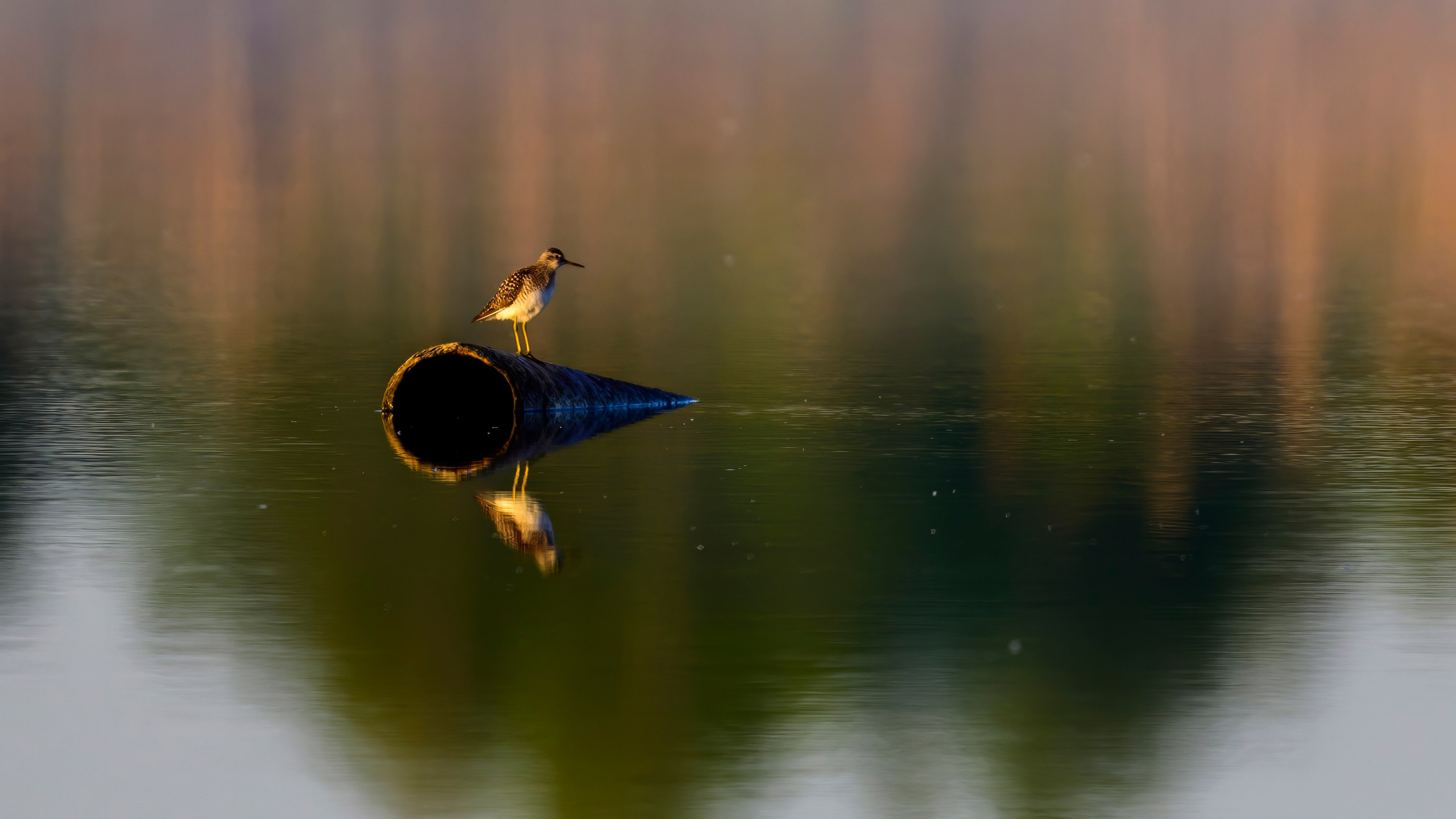 Совы и сороки. Фотограф Сергей Пупонин